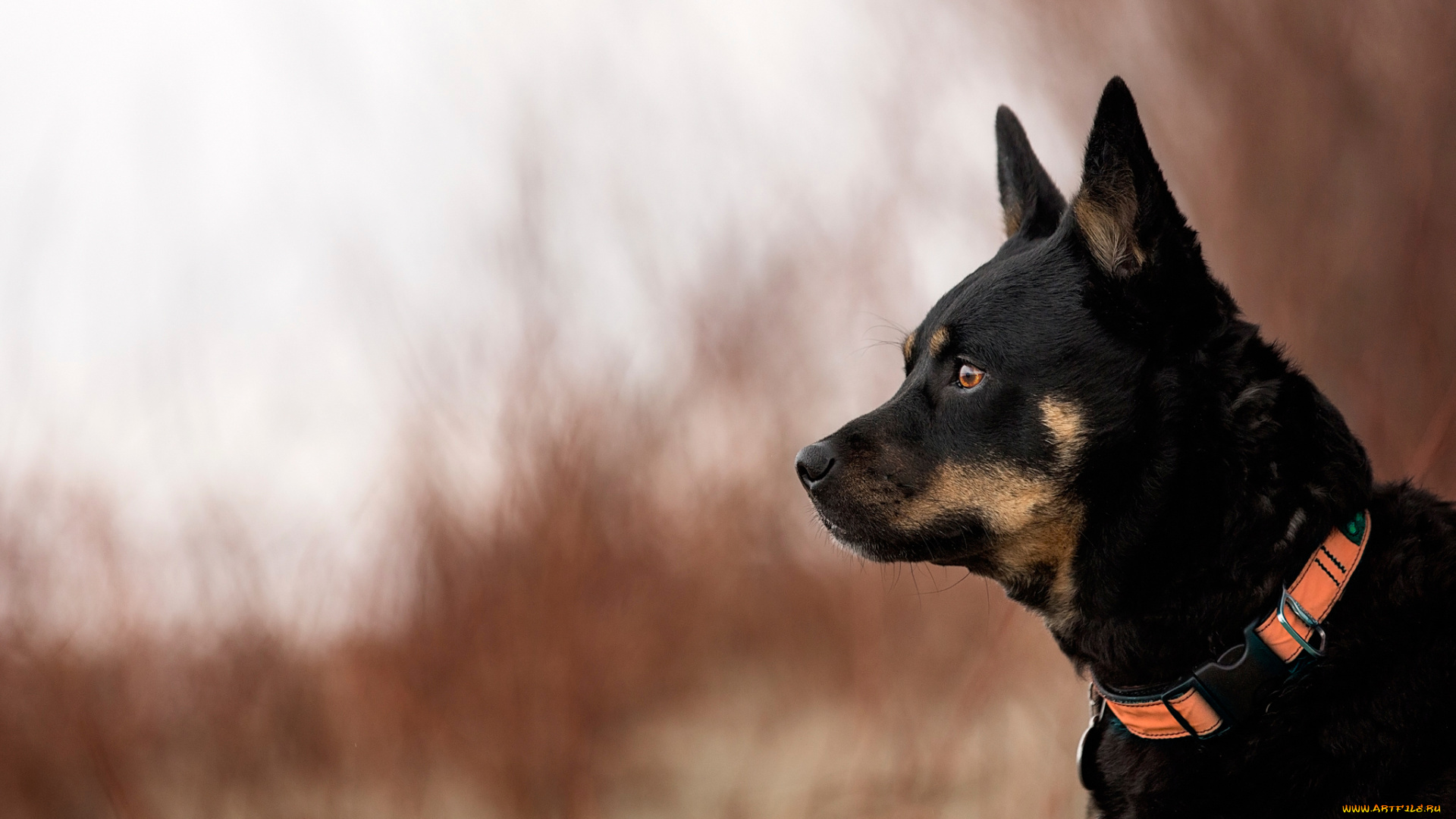 животные, собаки, боке, ошейник, профиль