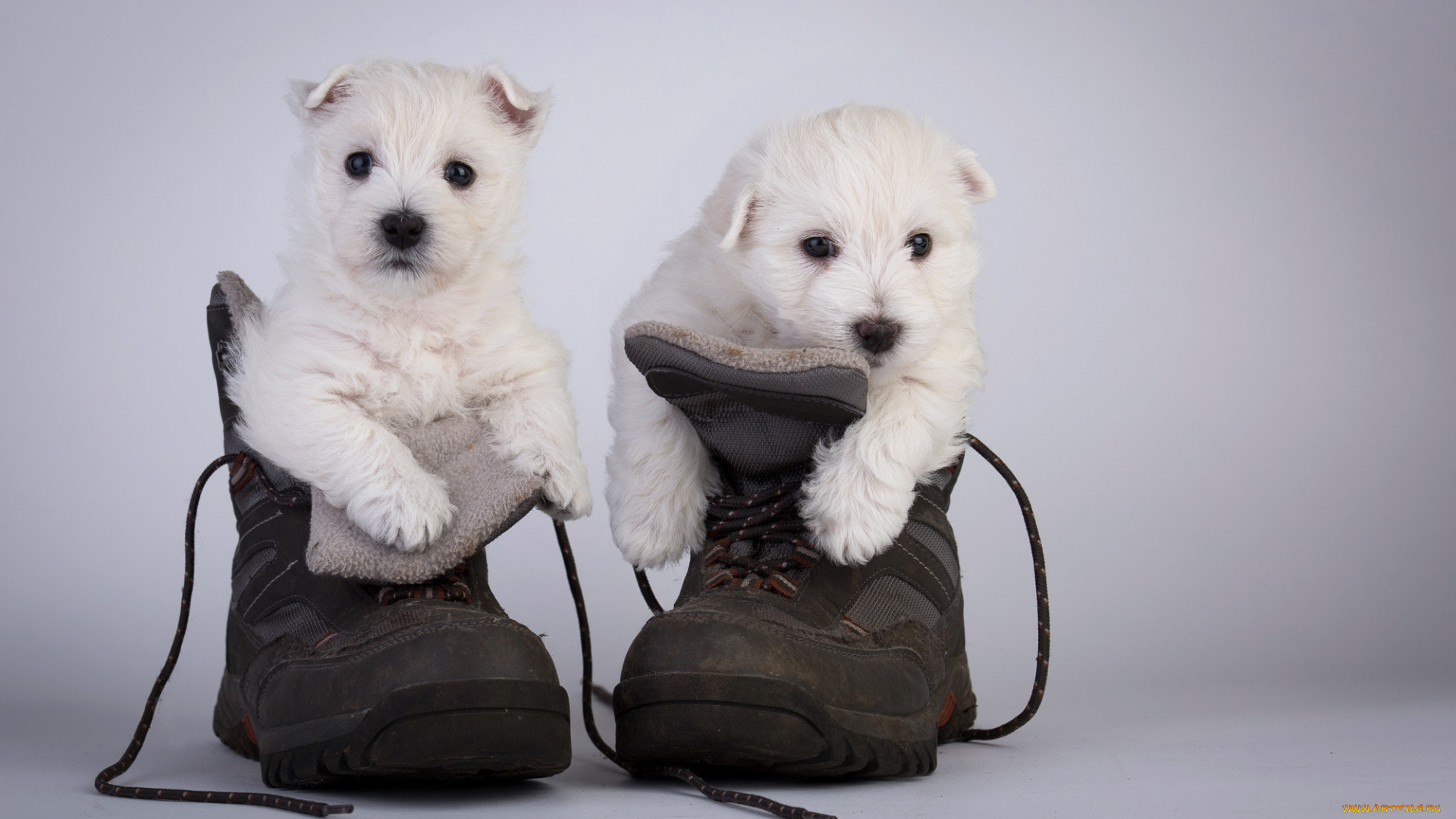животные, собаки, ботинки, щенки