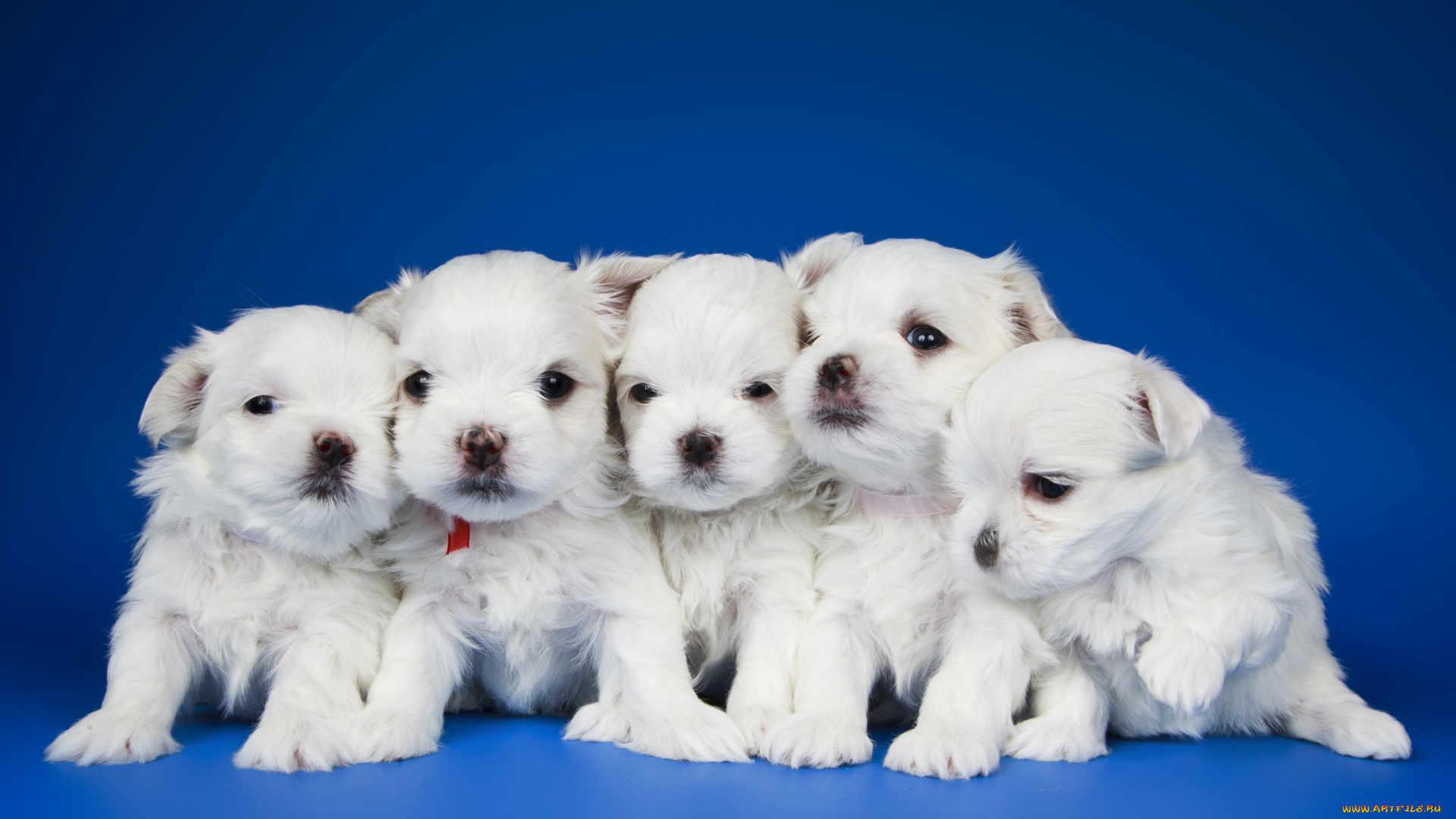 животные, собаки, квинтет, малыши, щенки