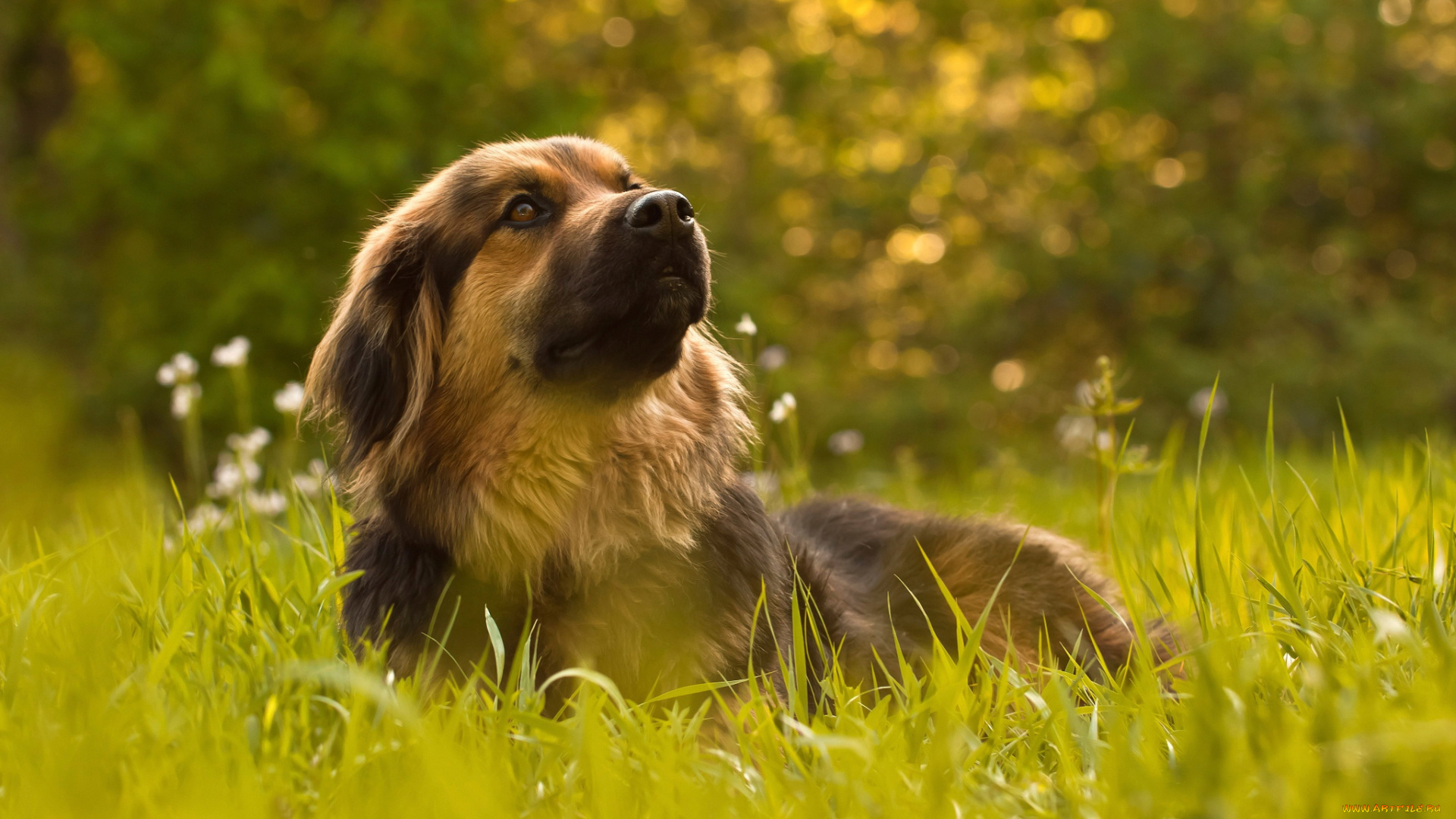 животные, собаки, пёс, wonderful, dog, life, трава
