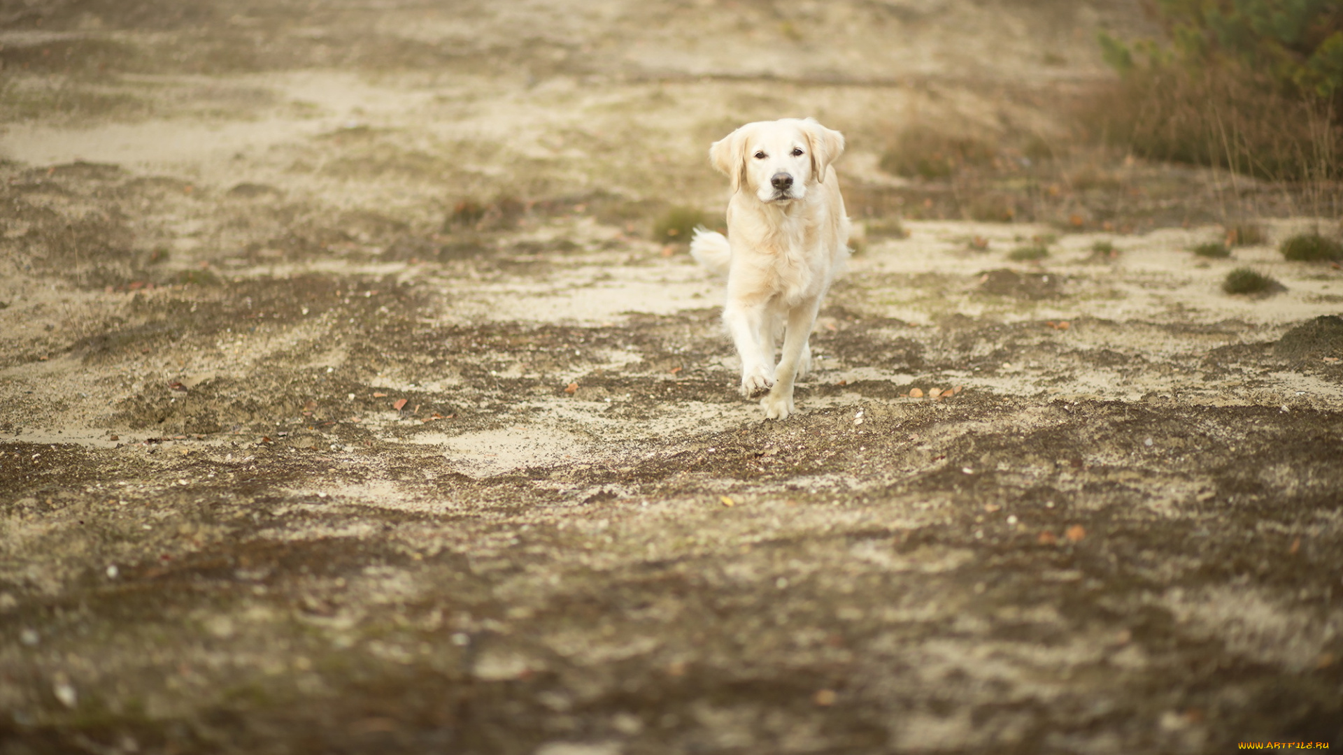животные, собаки, собака, друг, взгляд