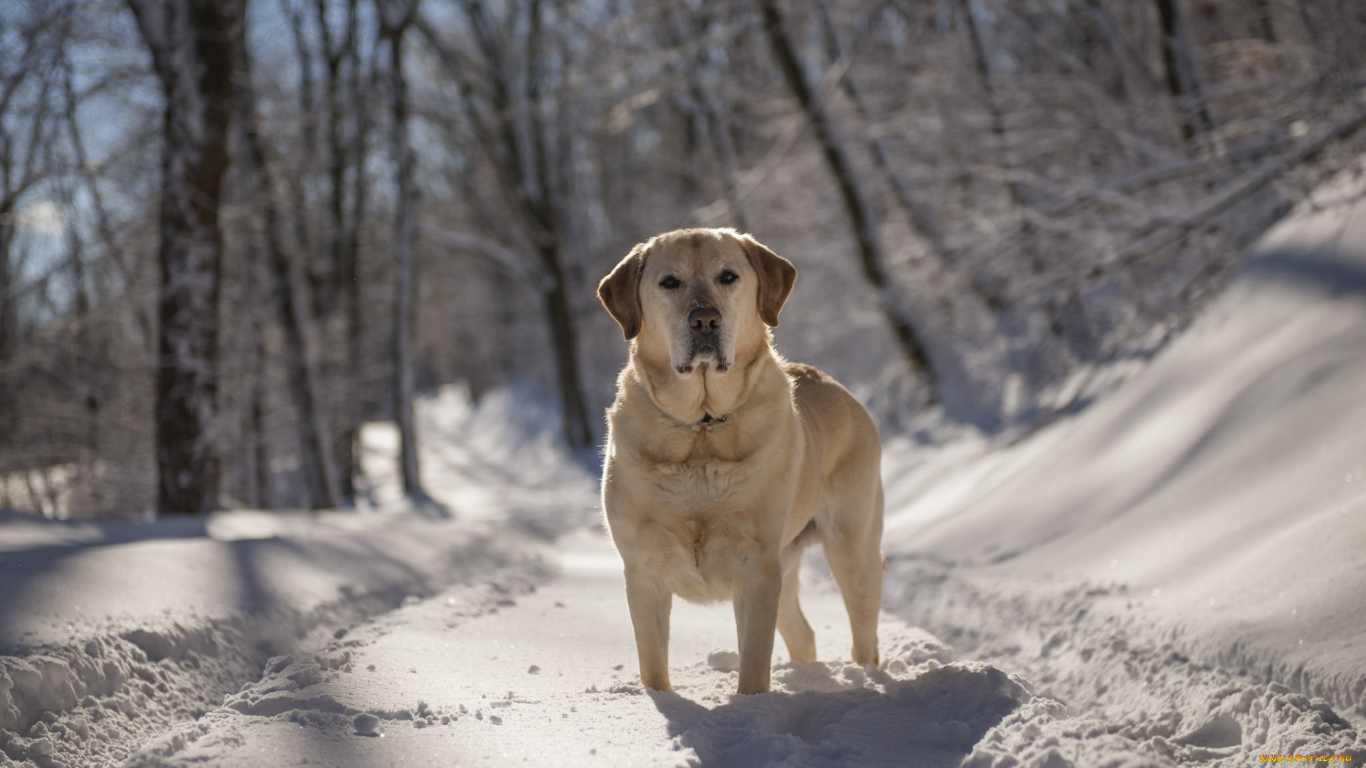 животные, собаки, собака, взгляд, друг, зима, лес, снег