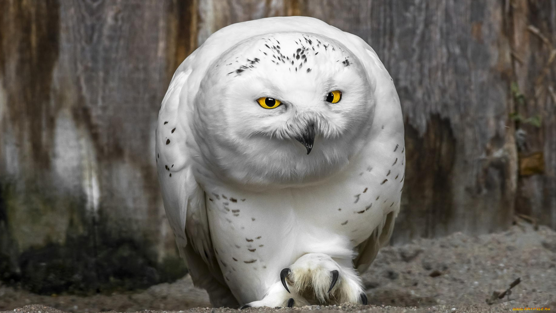 животные, совы