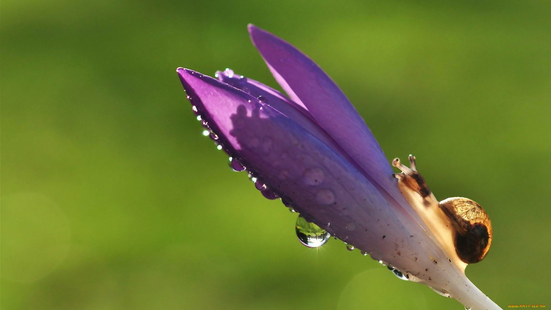 животные, улитки, улитка, капли, цветок