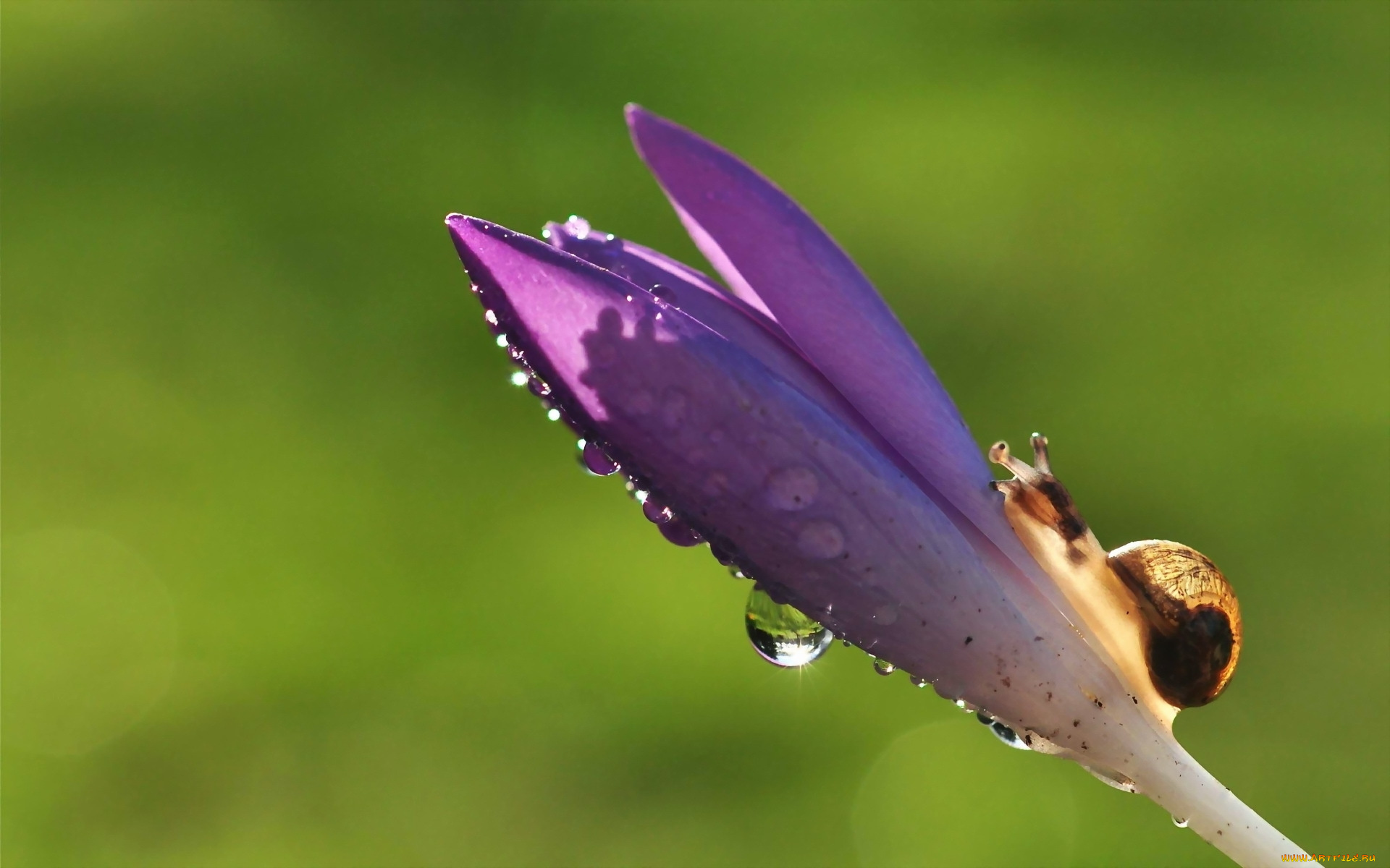 животные, улитки, улитка, капли, цветок