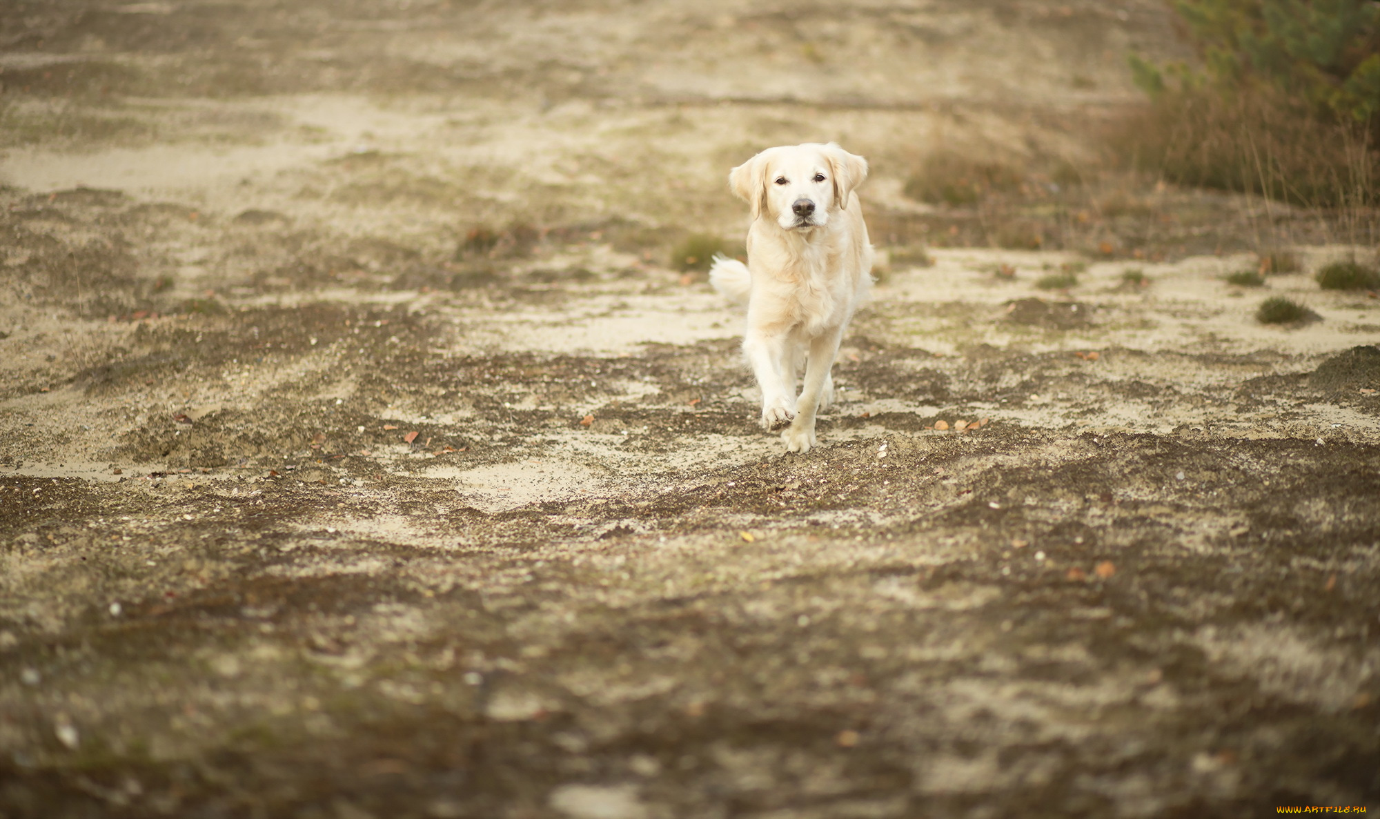 животные, собаки, собака, друг, взгляд