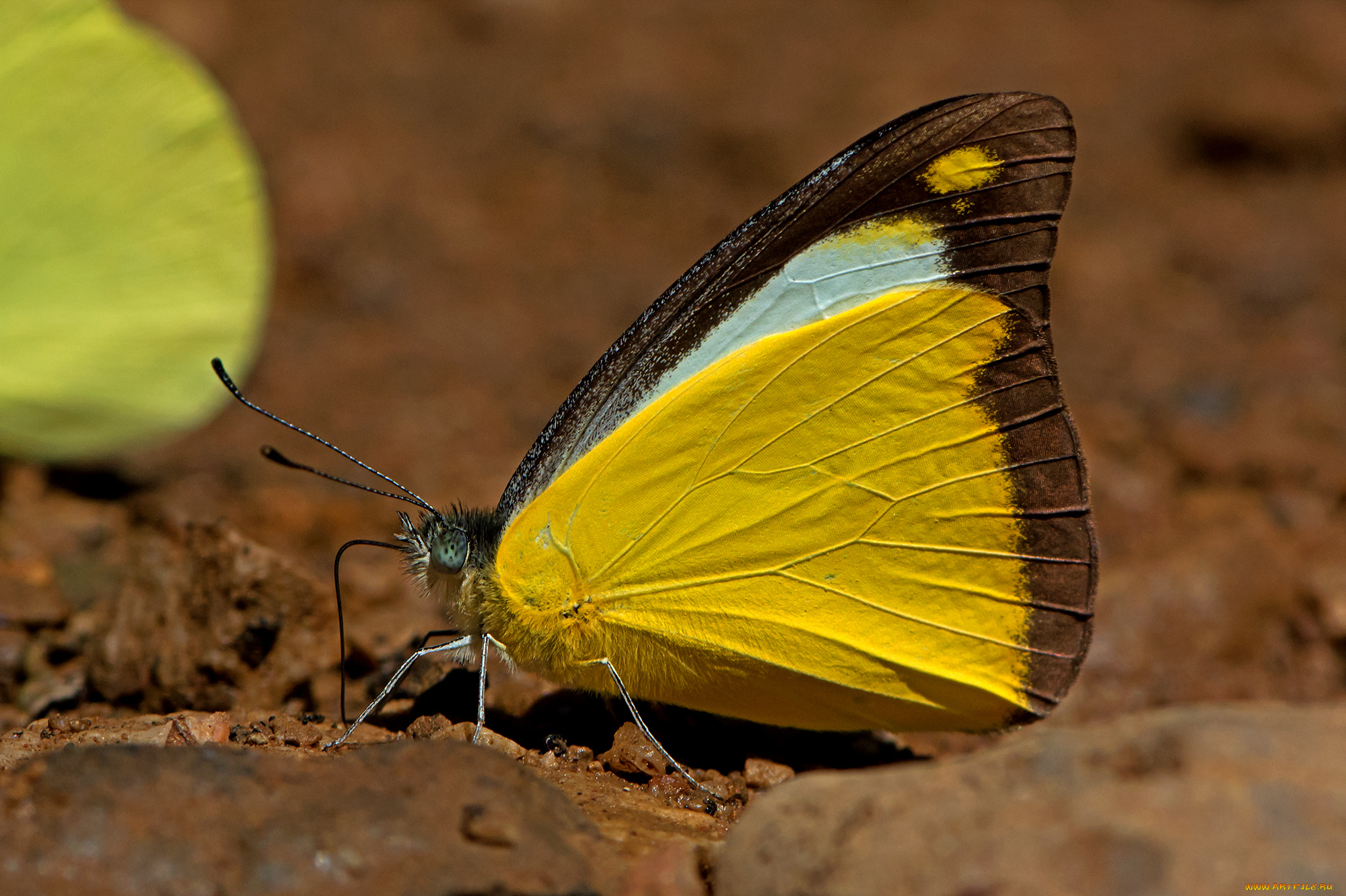 appias, lyncida, -, chocolate, albatross, животные, бабочки, , мотыльки, , моли, бабочка