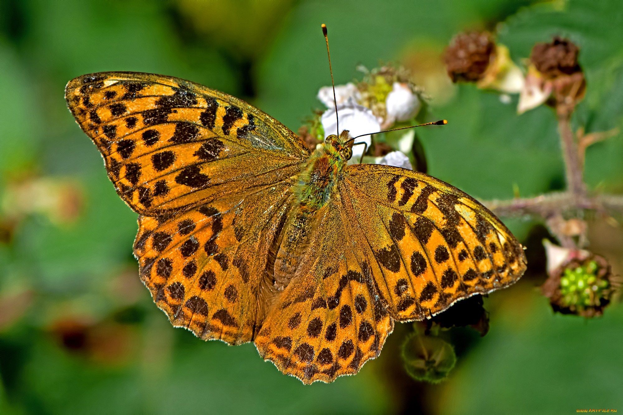 argynnis, paphia, -, silver-washed, fritillary, животные, бабочки, , мотыльки, , моли, бабочка