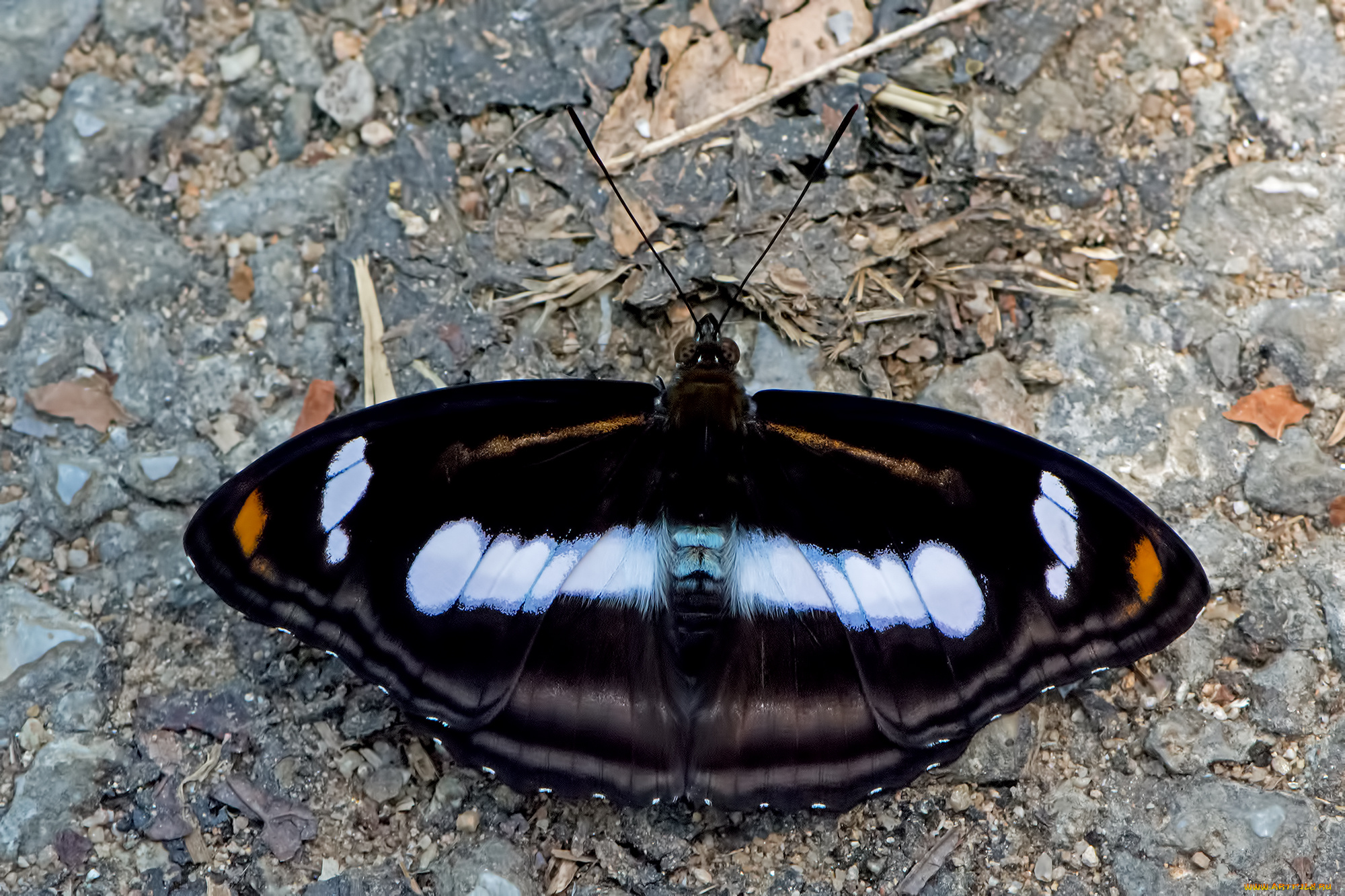 athyma, selenophora, -, staff, sergeant, животные, бабочки, , мотыльки, , моли, бабочка