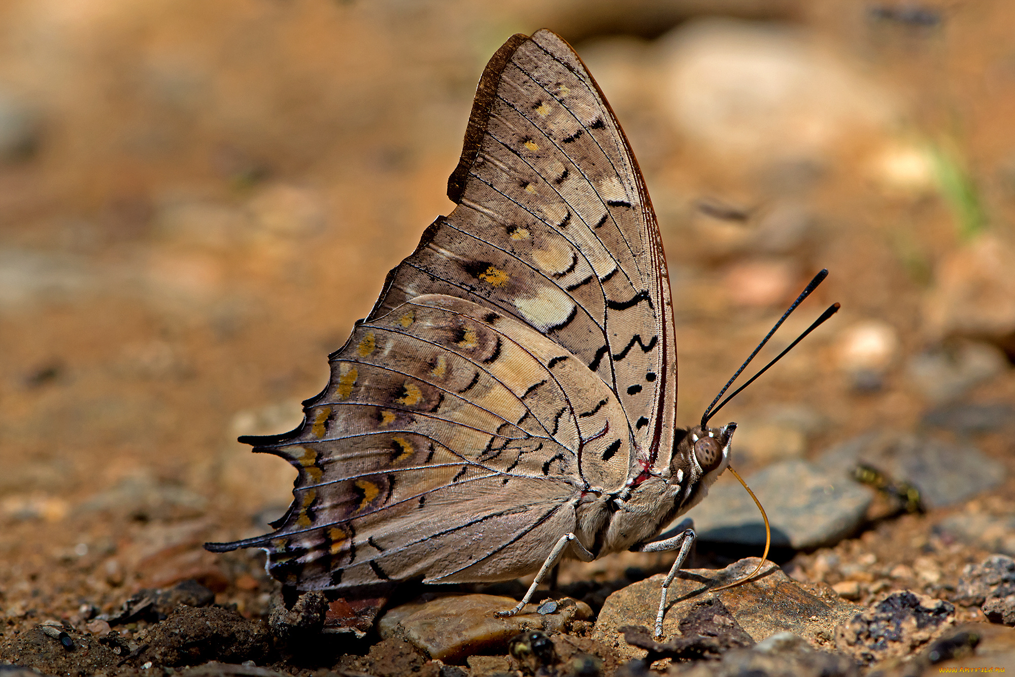 charaxes, solon, -, black, rajah, животные, бабочки, , мотыльки, , моли, бабочка