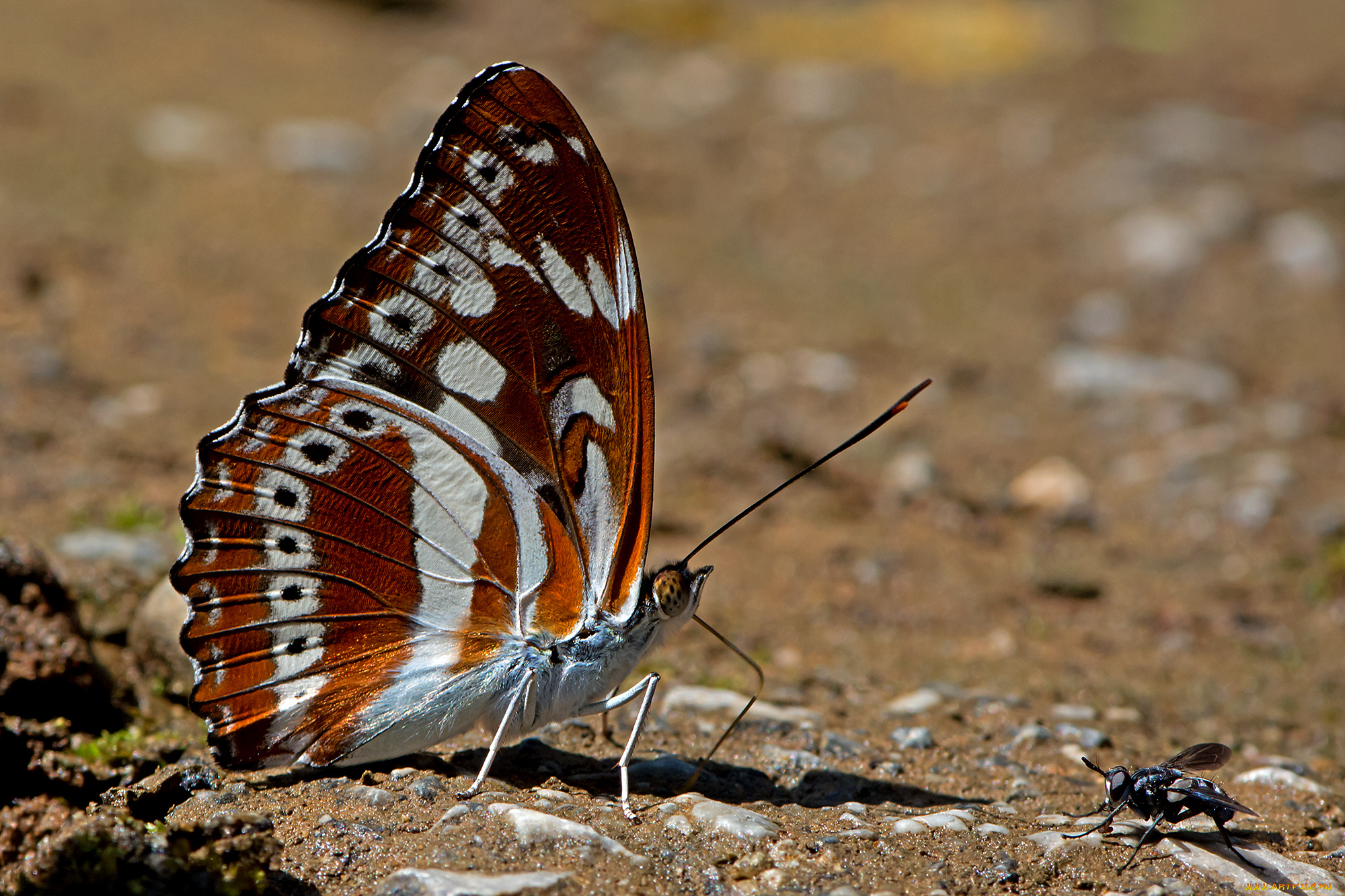 friend, or, foe, животные, бабочки, , мотыльки, , моли, бабочка