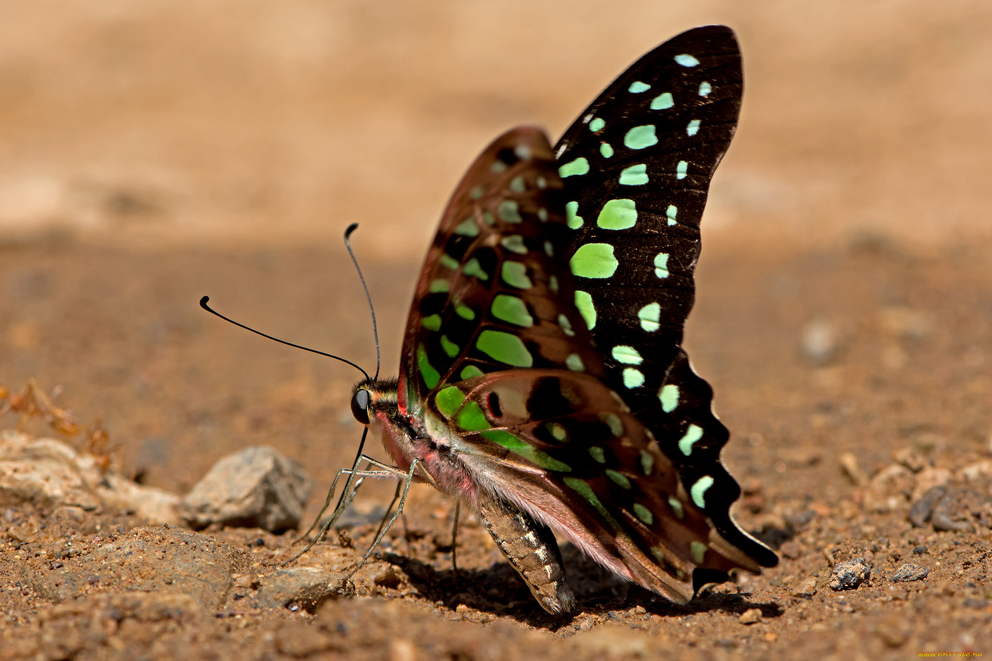 graphium, agamemnon, -, tailed, jay, животные, бабочки, , мотыльки, , моли, бабочка