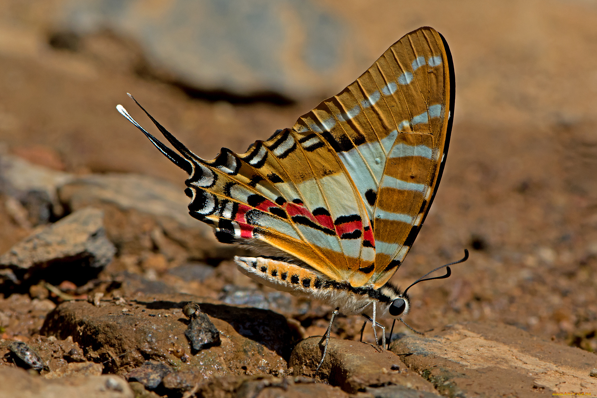 graphium, nomius, -, spot, swordtail, животные, бабочки, , мотыльки, , моли, бабочка