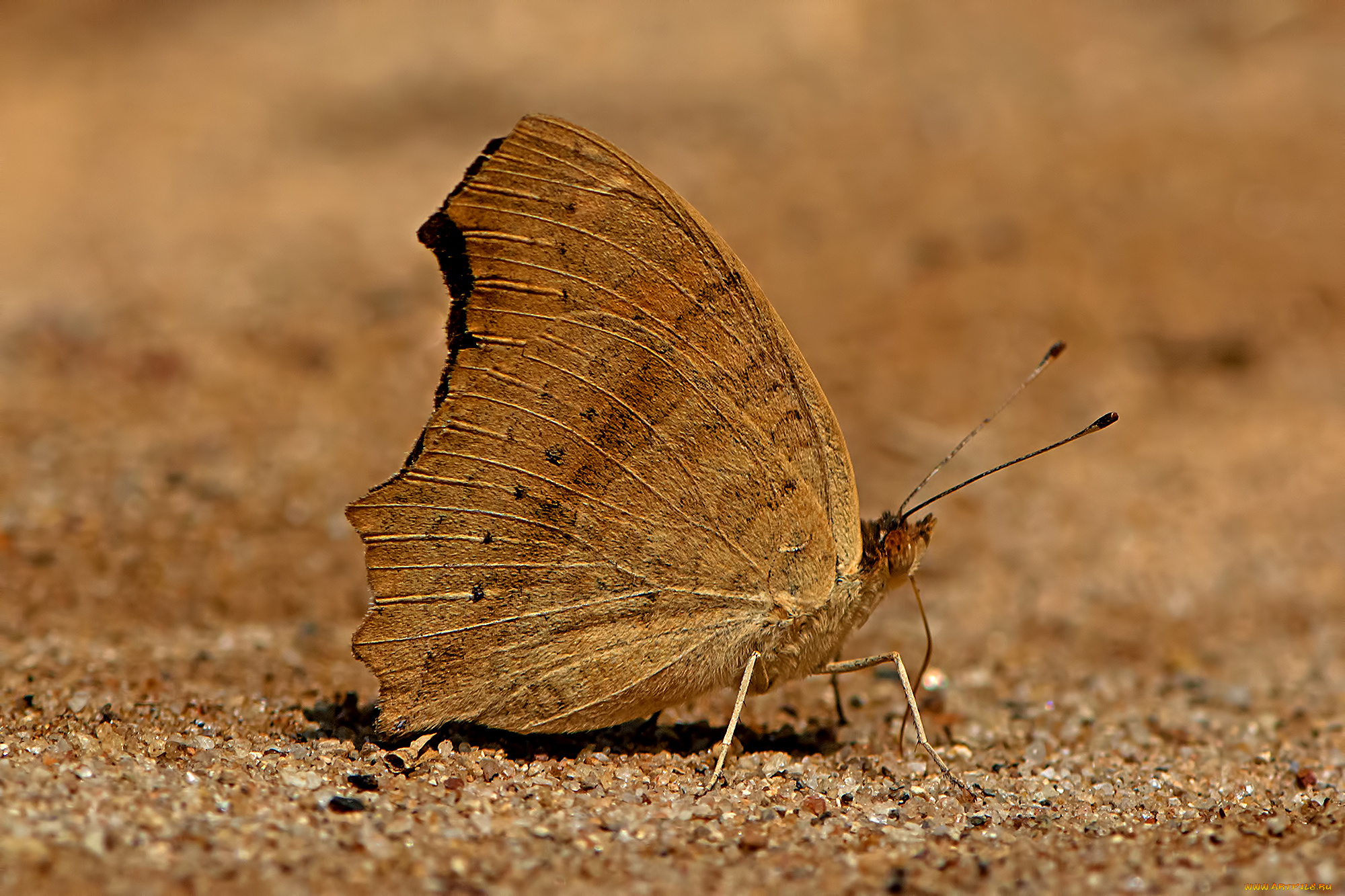 junonia, lemonias, -, lemon, pansy, животные, бабочки, , мотыльки, , моли, бабочка