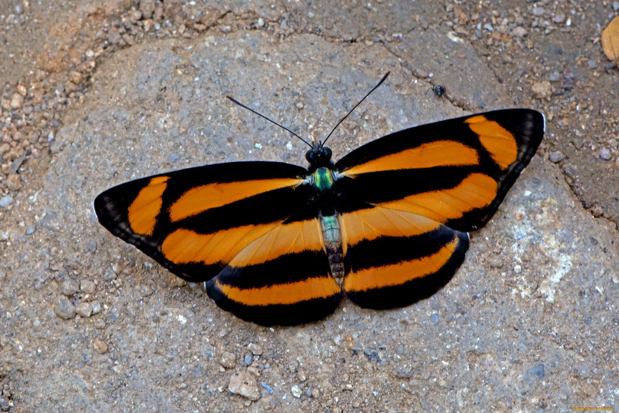 lasippa, viraja, -, yellow-jak, lascar, животные, бабочки, , мотыльки, , моли, бабочка