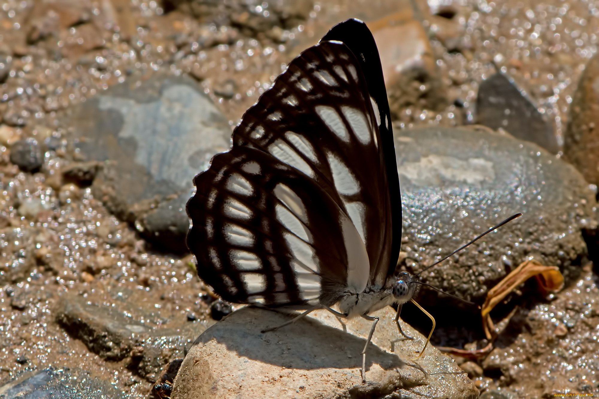 neptis, leucoporos, -, burmese, sailor, животные, бабочки, , мотыльки, , моли, бабочка