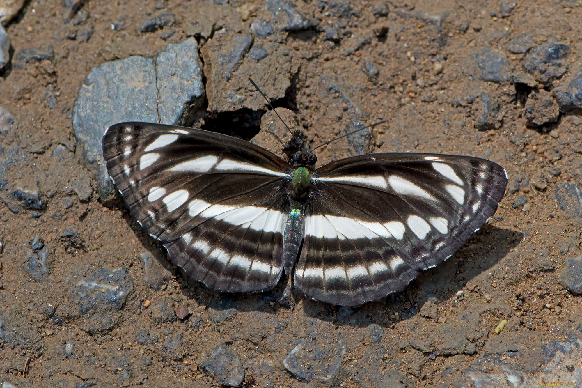 neptis, leucoporos, -, burmese, sailor, животные, бабочки, , мотыльки, , моли, бабочка