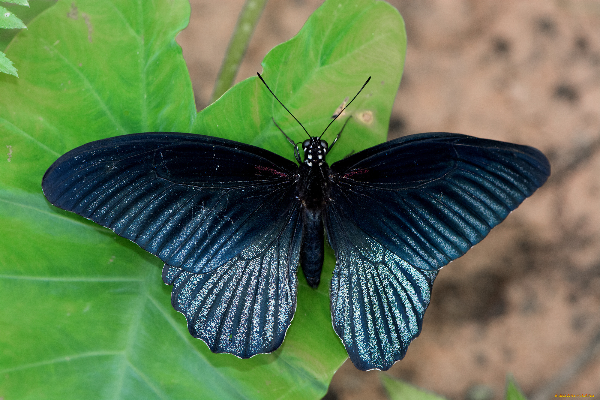 papilio, memnon, -, great, mormon, животные, бабочки, , мотыльки, , моли, бабочка