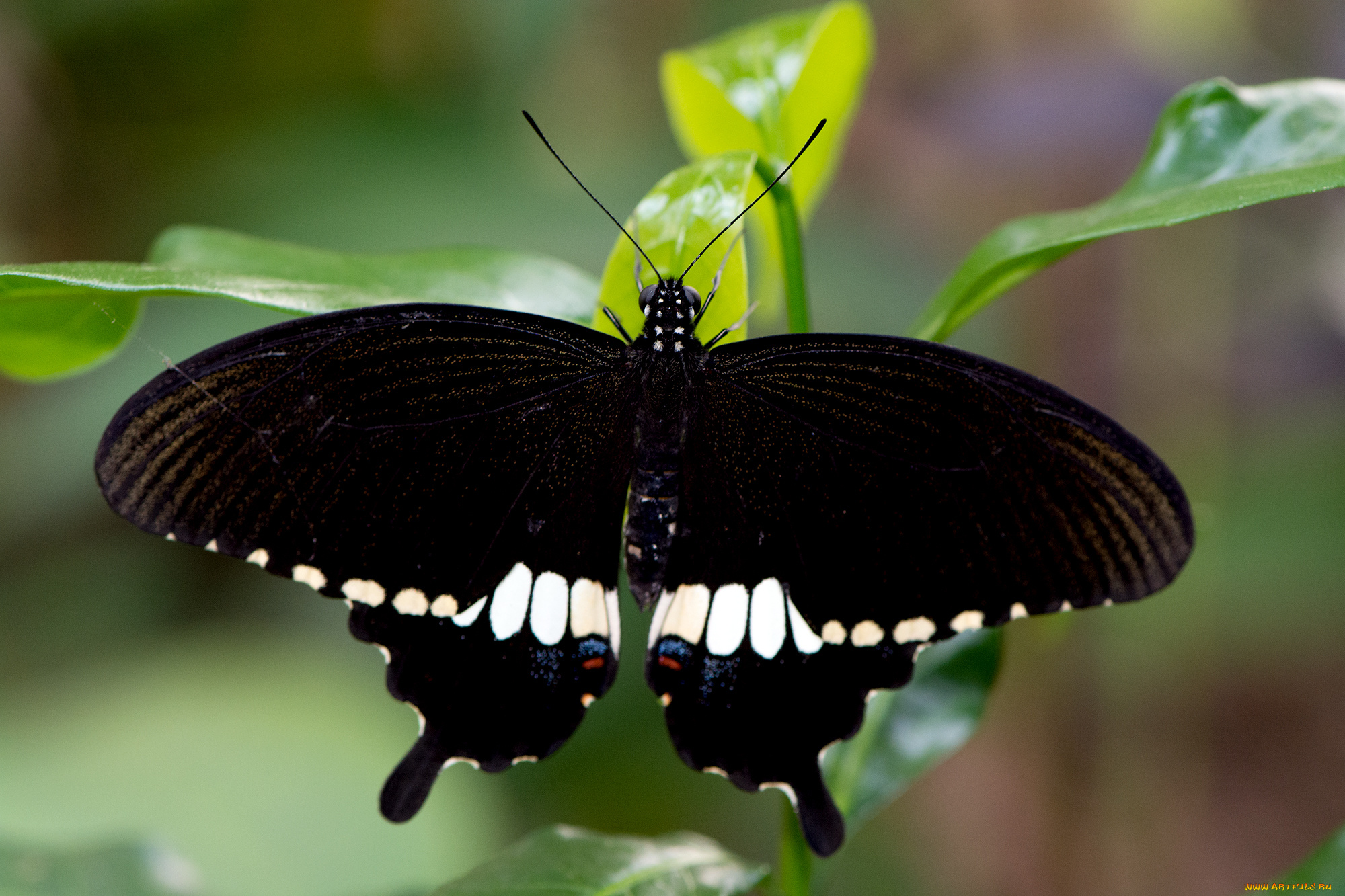 papilio, polytes, -, common, mormon, животные, бабочки, , мотыльки, , моли, бабочка