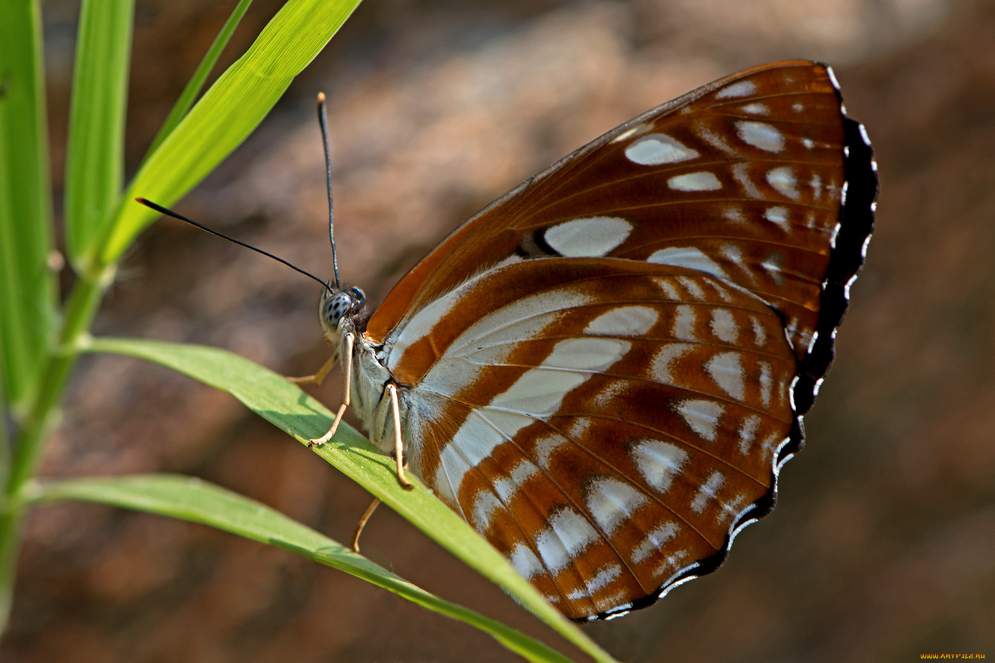 phaedyma, columella, -, short-banded, sailor, животные, бабочки, , мотыльки, , моли, бабочка