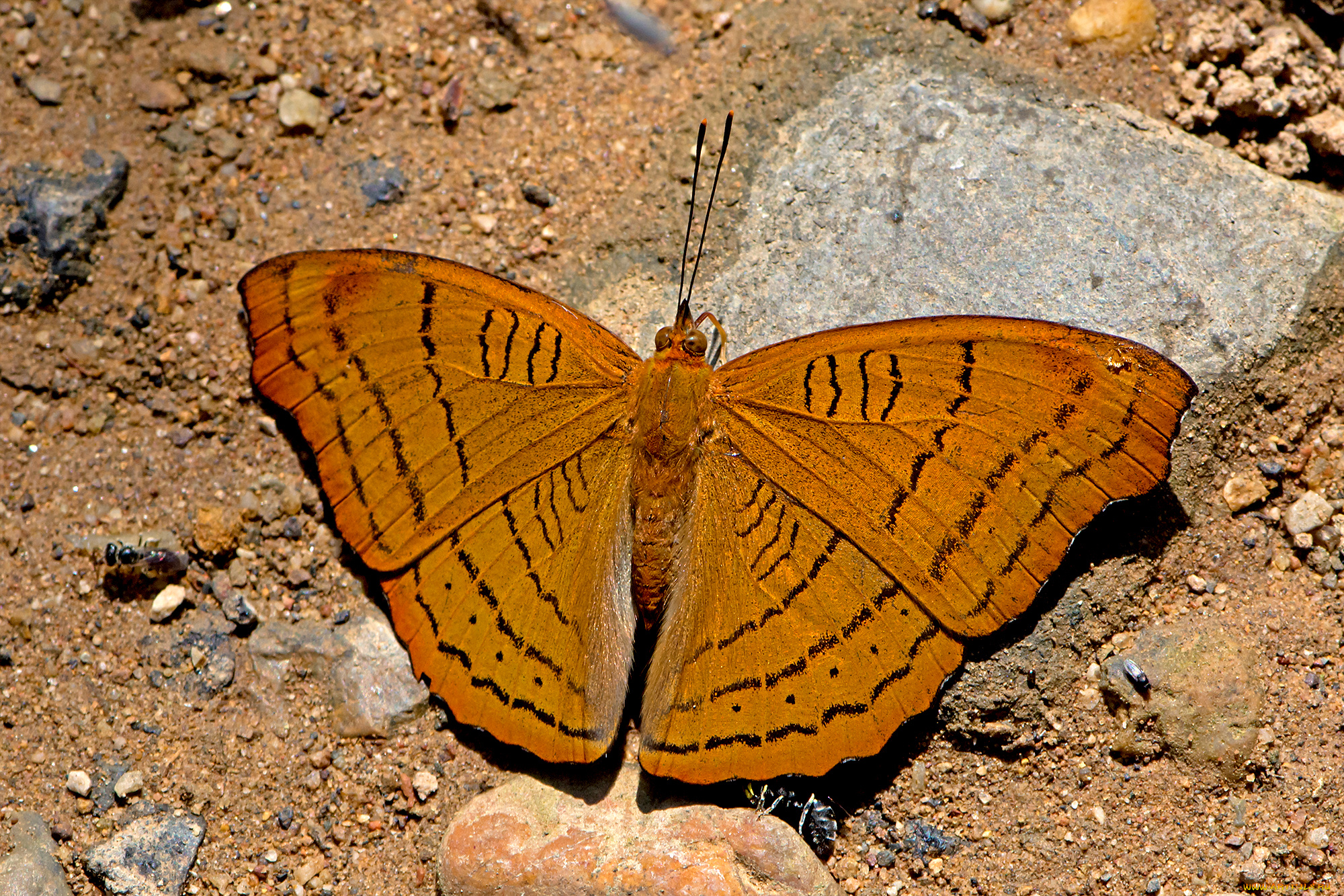 pseudergolis, wedah, -, the, tabby, животные, бабочки, , мотыльки, , моли, бабочка