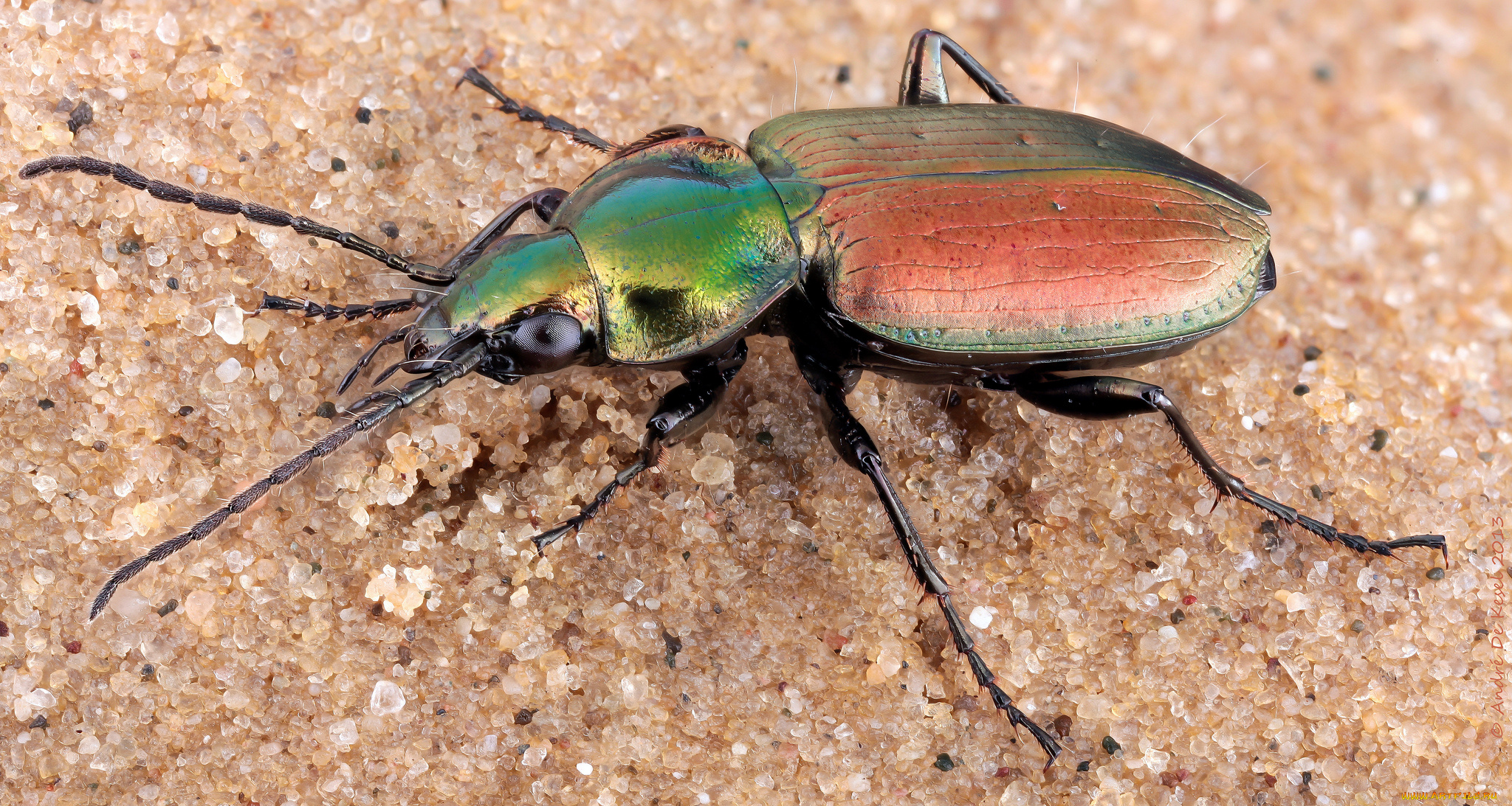 agonum, sexpunctatum, животные, насекомые, жучок