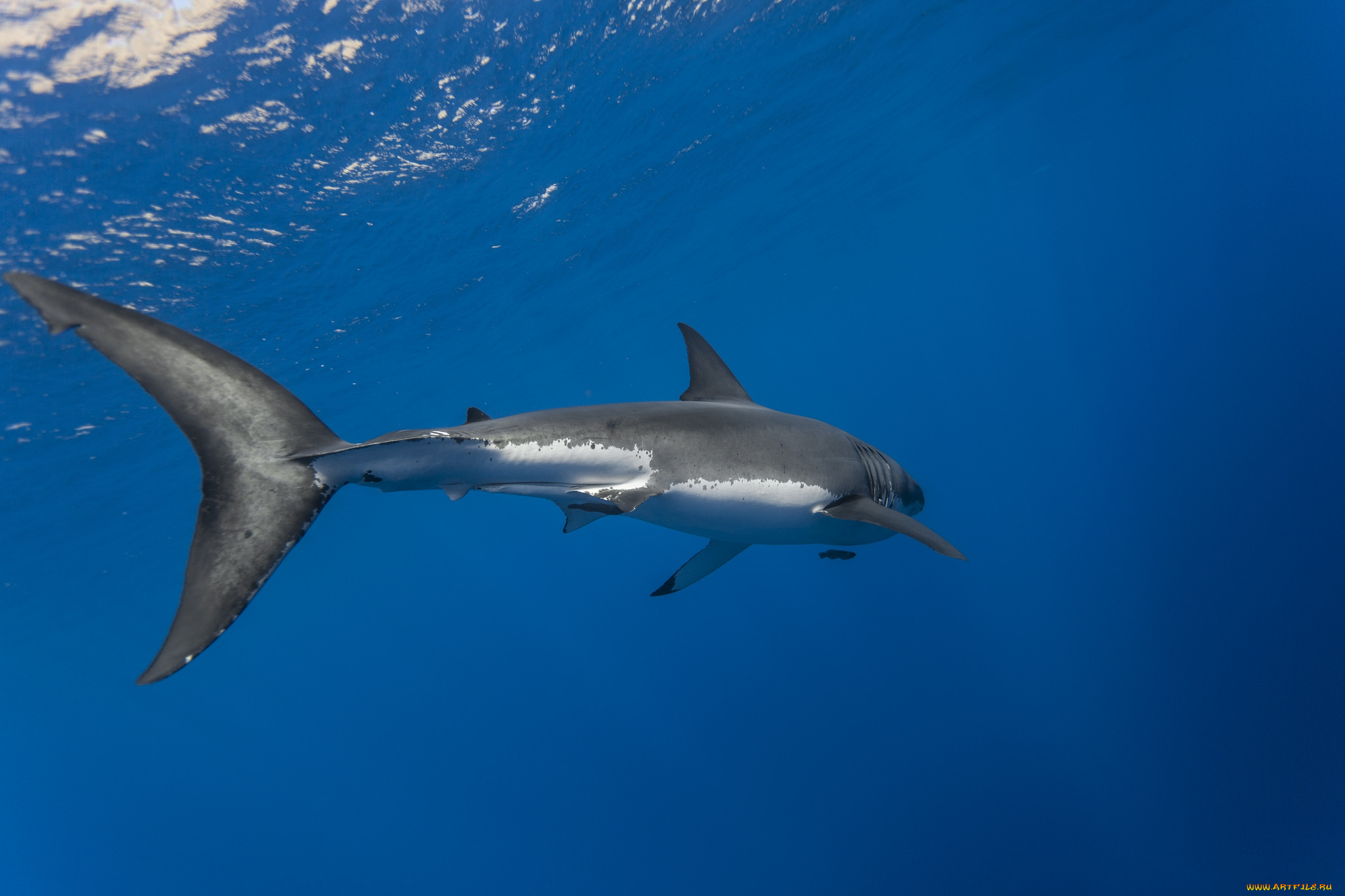 great, white, shark, животные, акулы, акула, глубина, океан