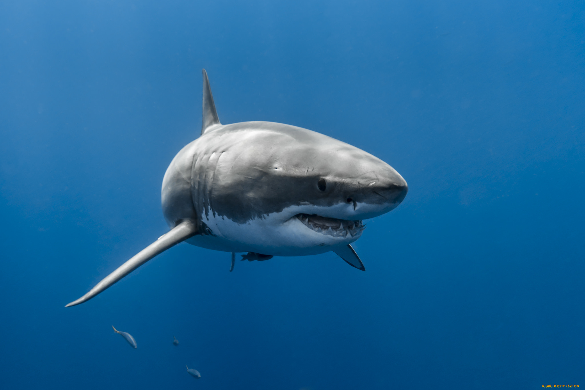 great, white, shark, животные, акулы, океан, акула, глубина