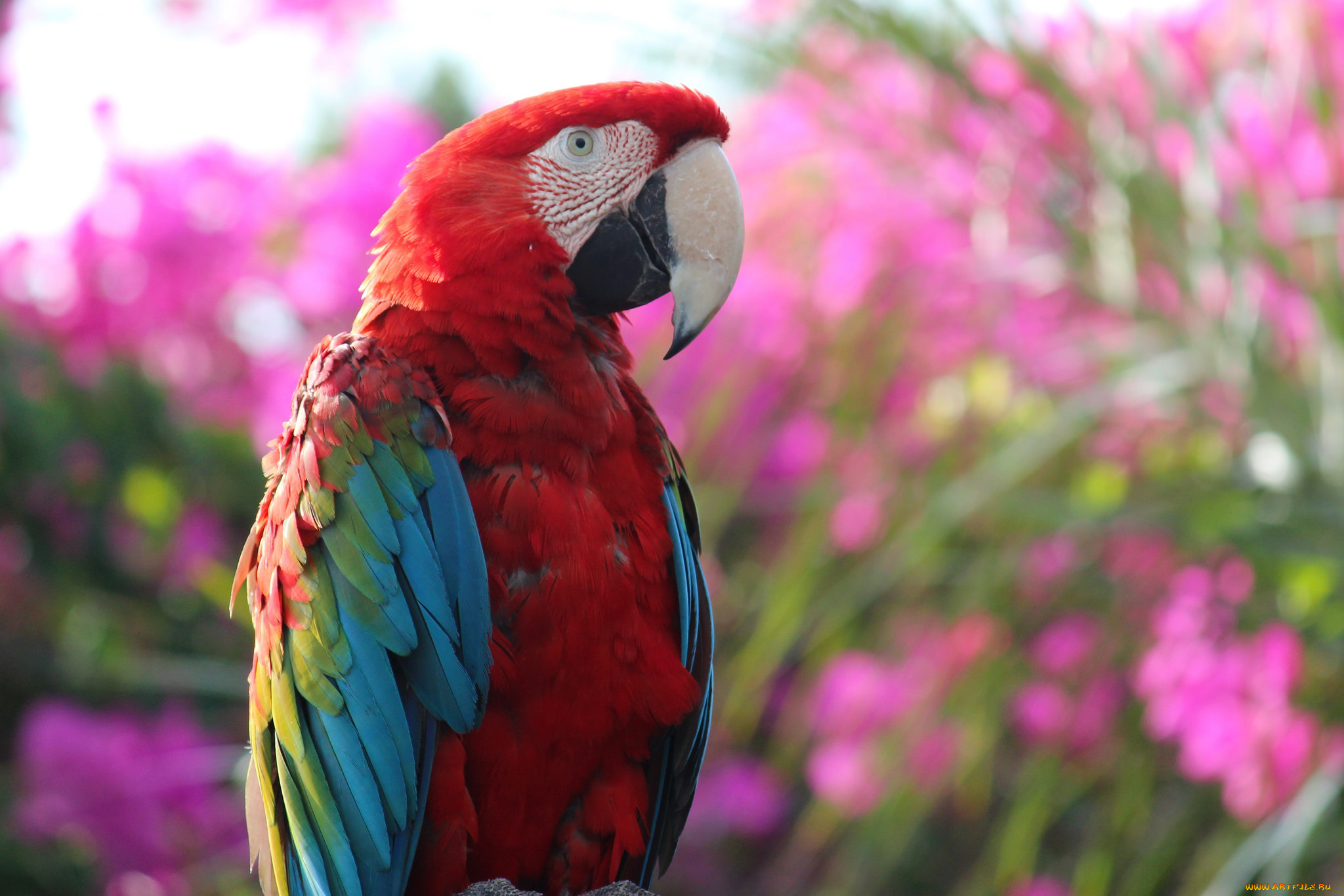 животные, попугаи, ара