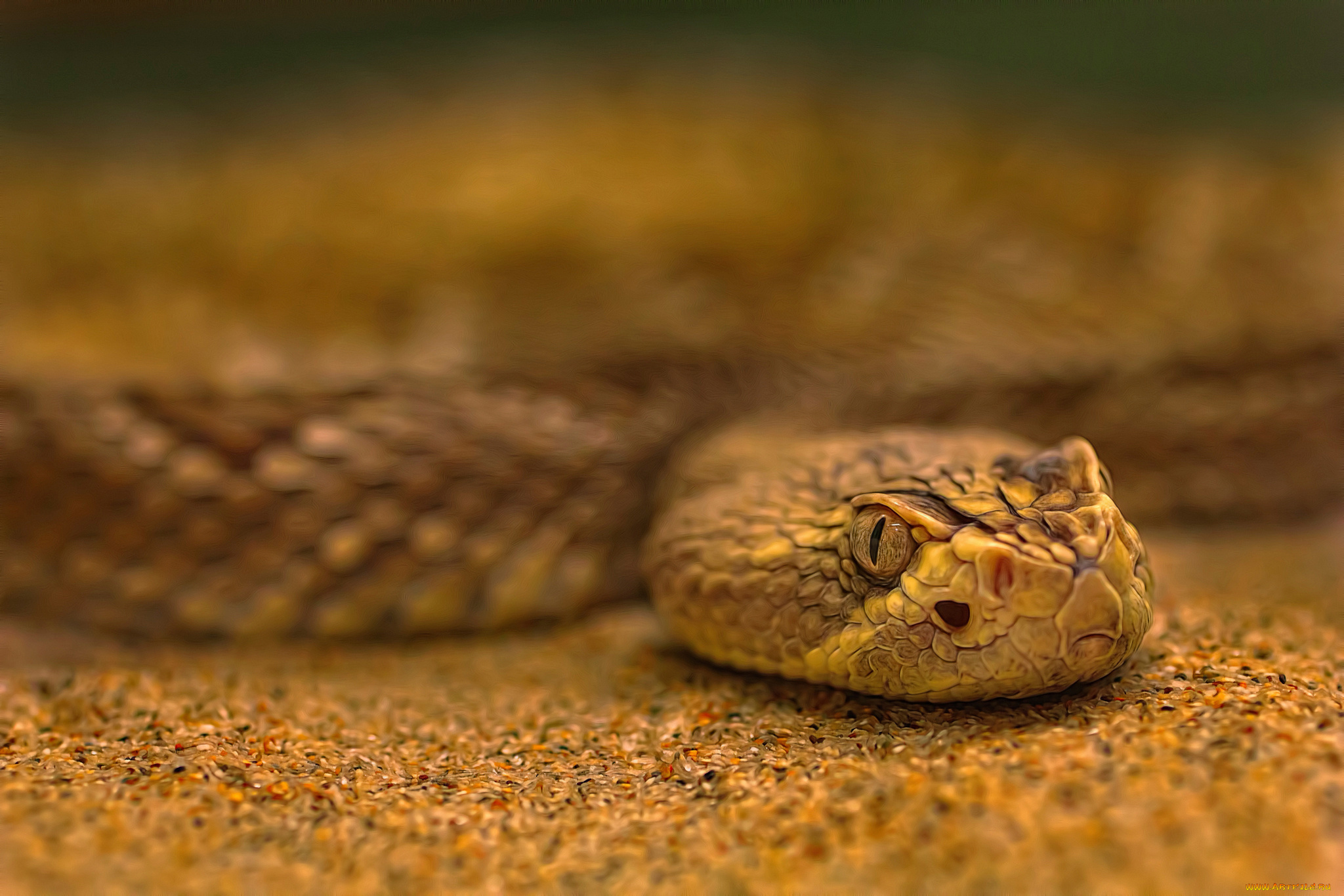 животные, змеи, , питоны, , кобры, змея, обработка, боке, песок
