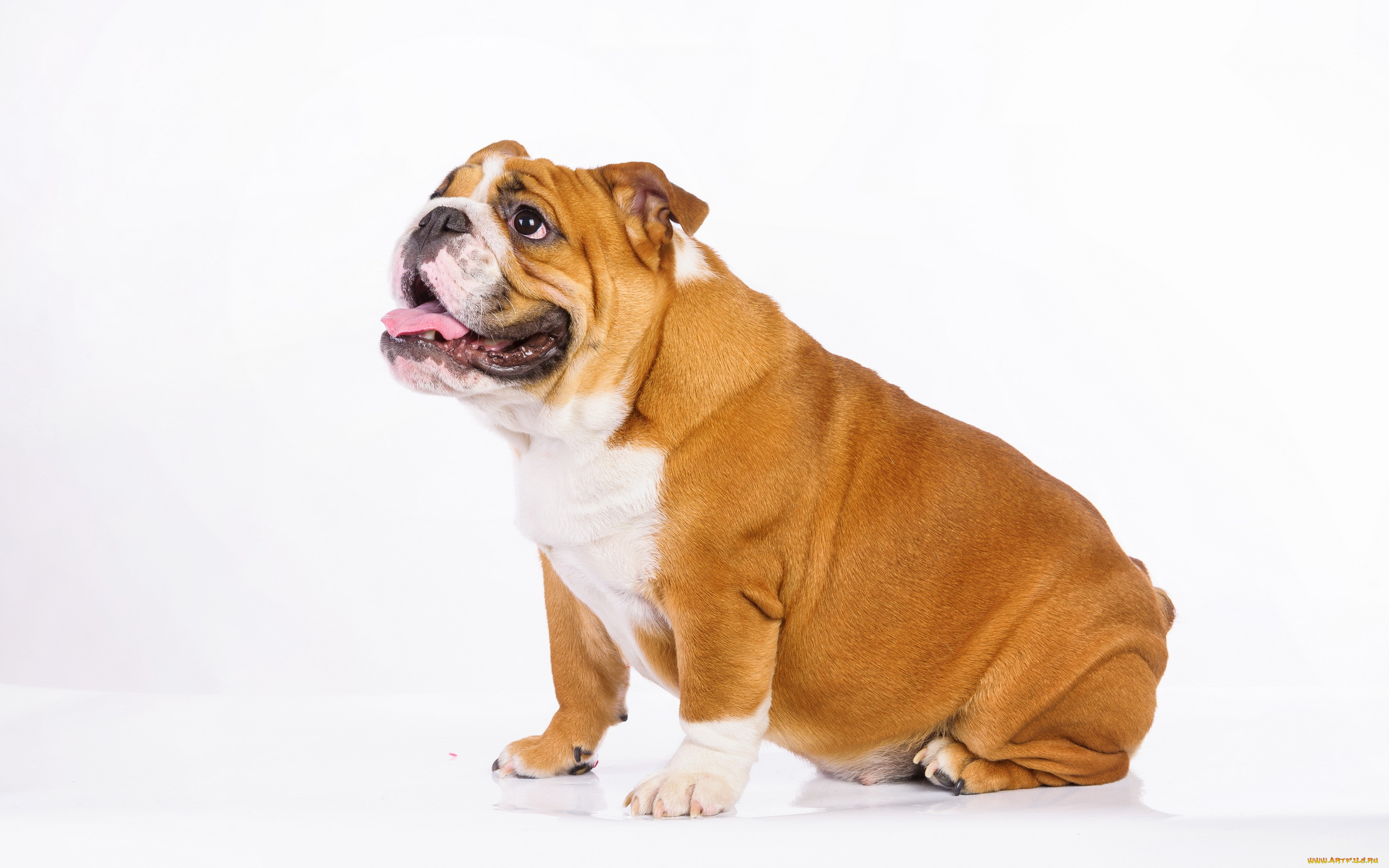 животные, собаки, взгляд, собака