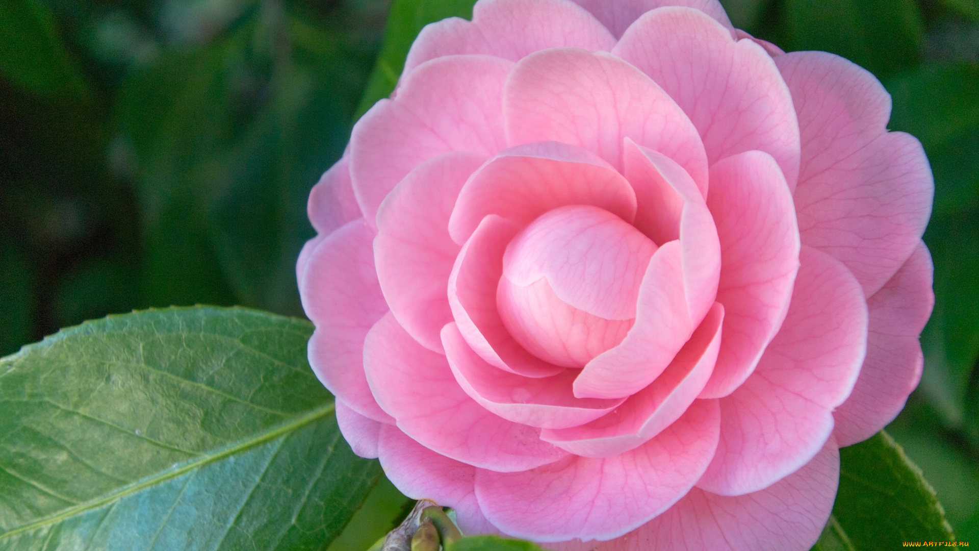 цветы, камелии, камелия, лепестки, макро