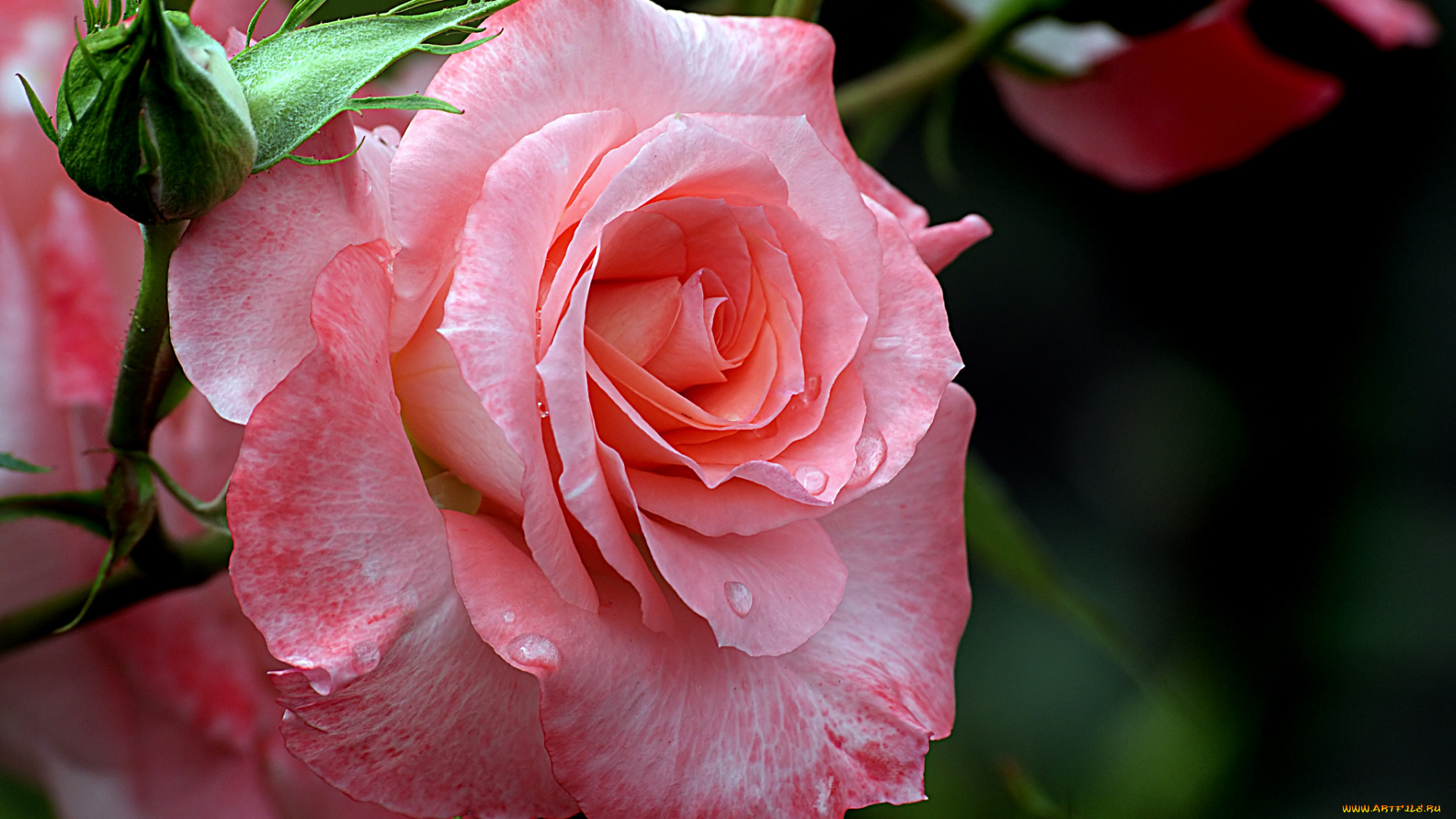 цветы, розы, лепестки, бутон