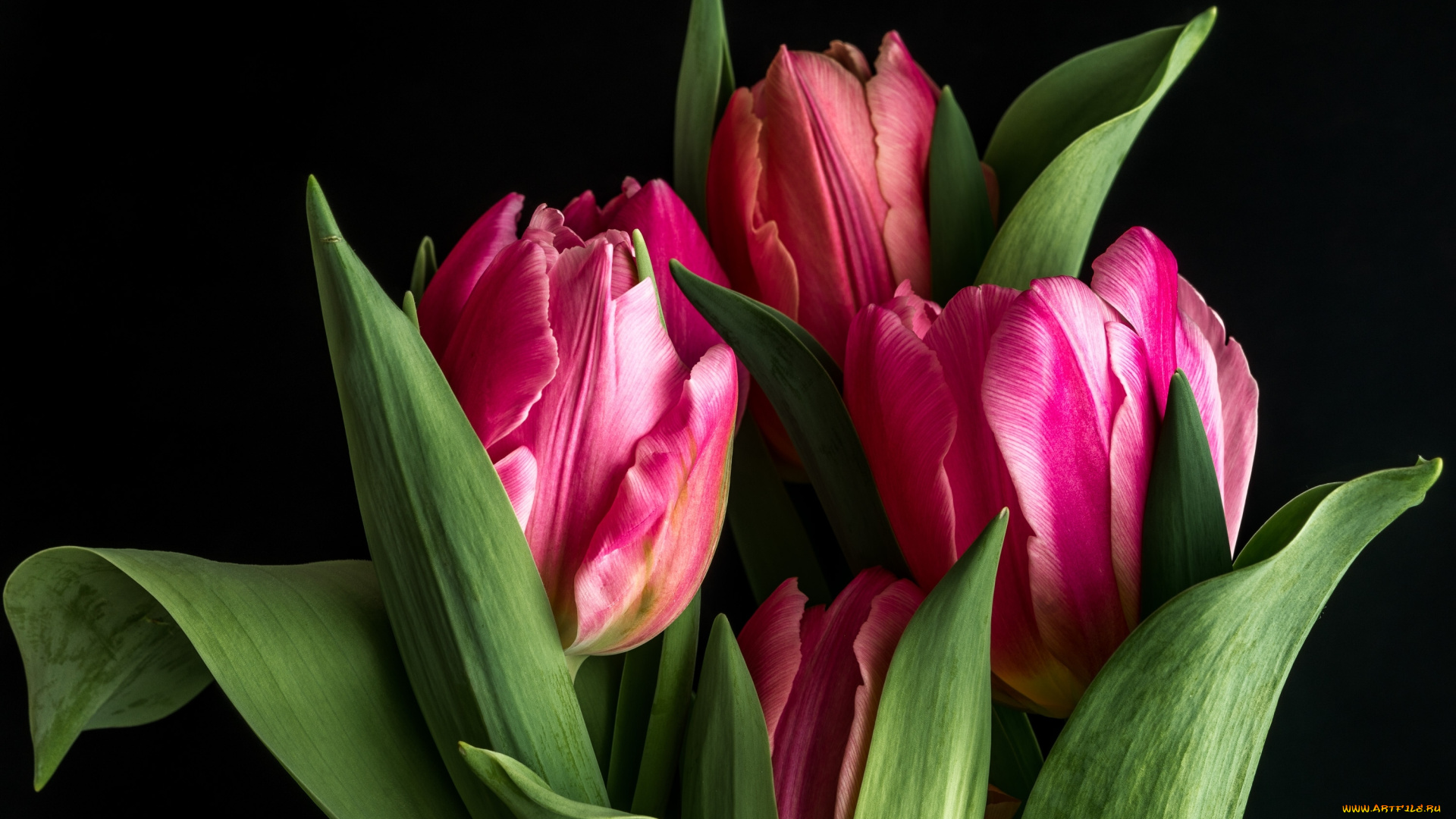 цветы, тюльпаны, чёрный, фон, бутоны