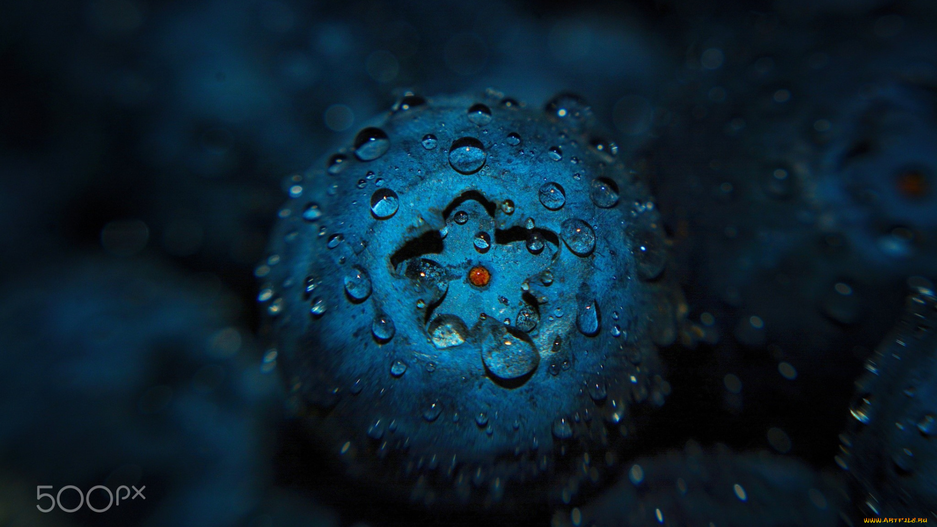 еда, фрукты, , ягоды, капли, макро, черника, ягода