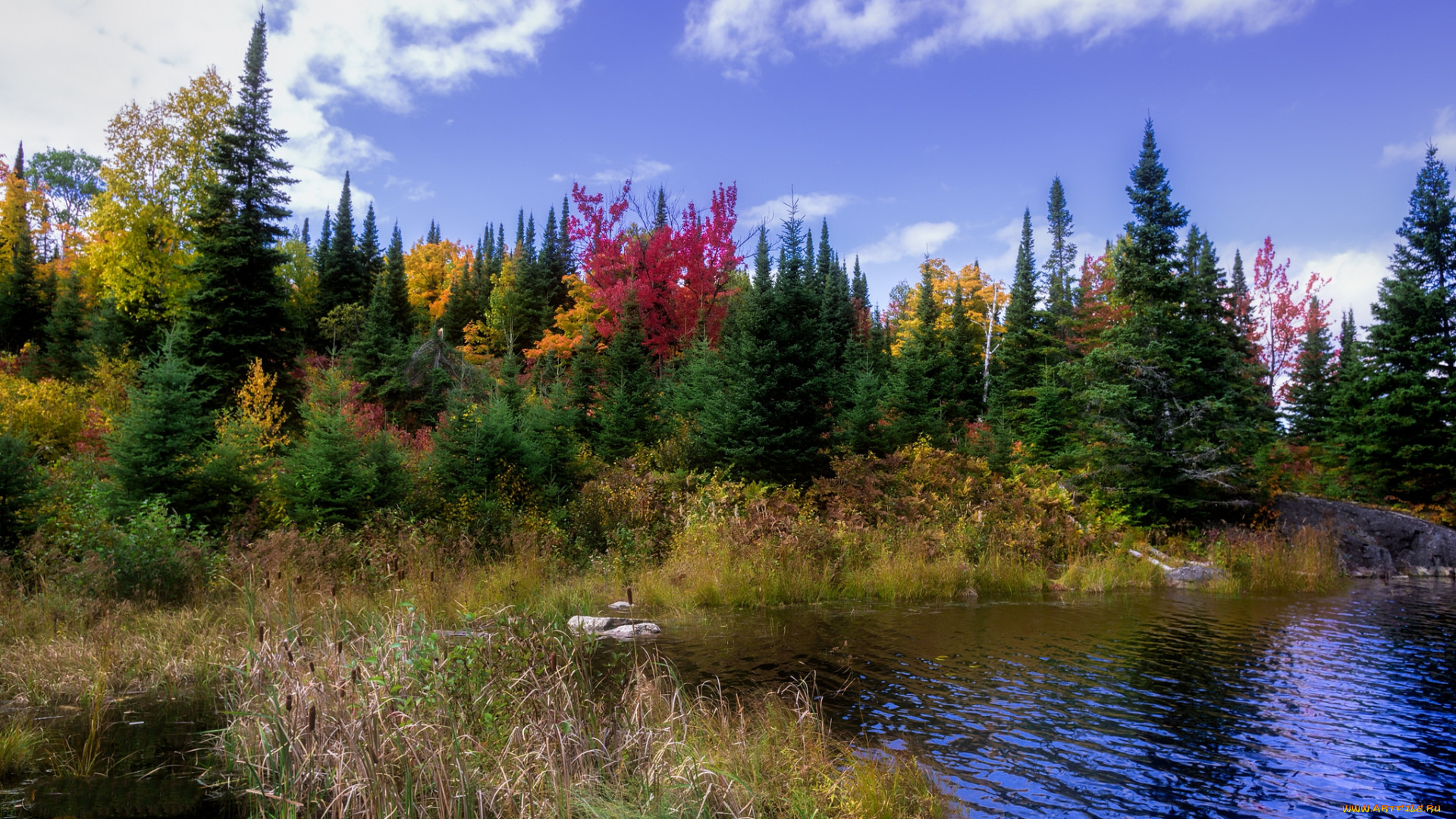 природа, реки, озера, река, лес
