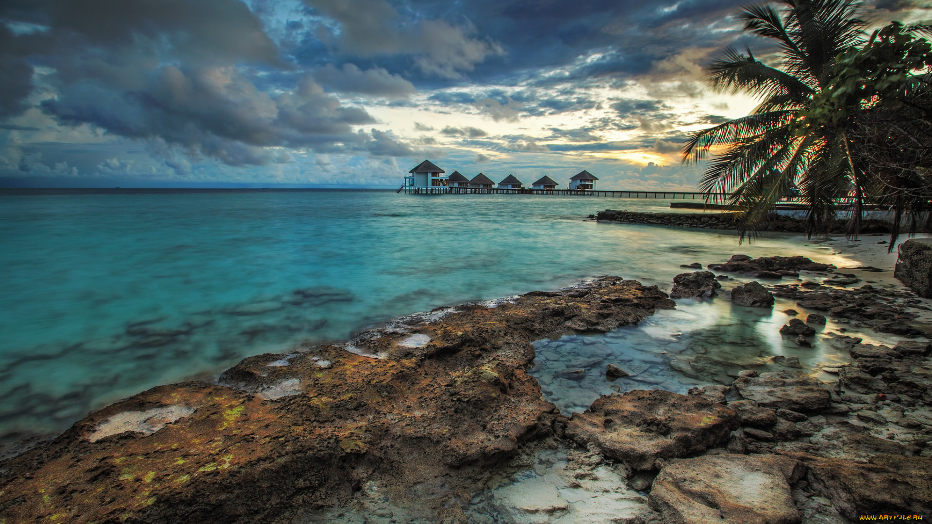 природа, тропики, пальмы, побережье