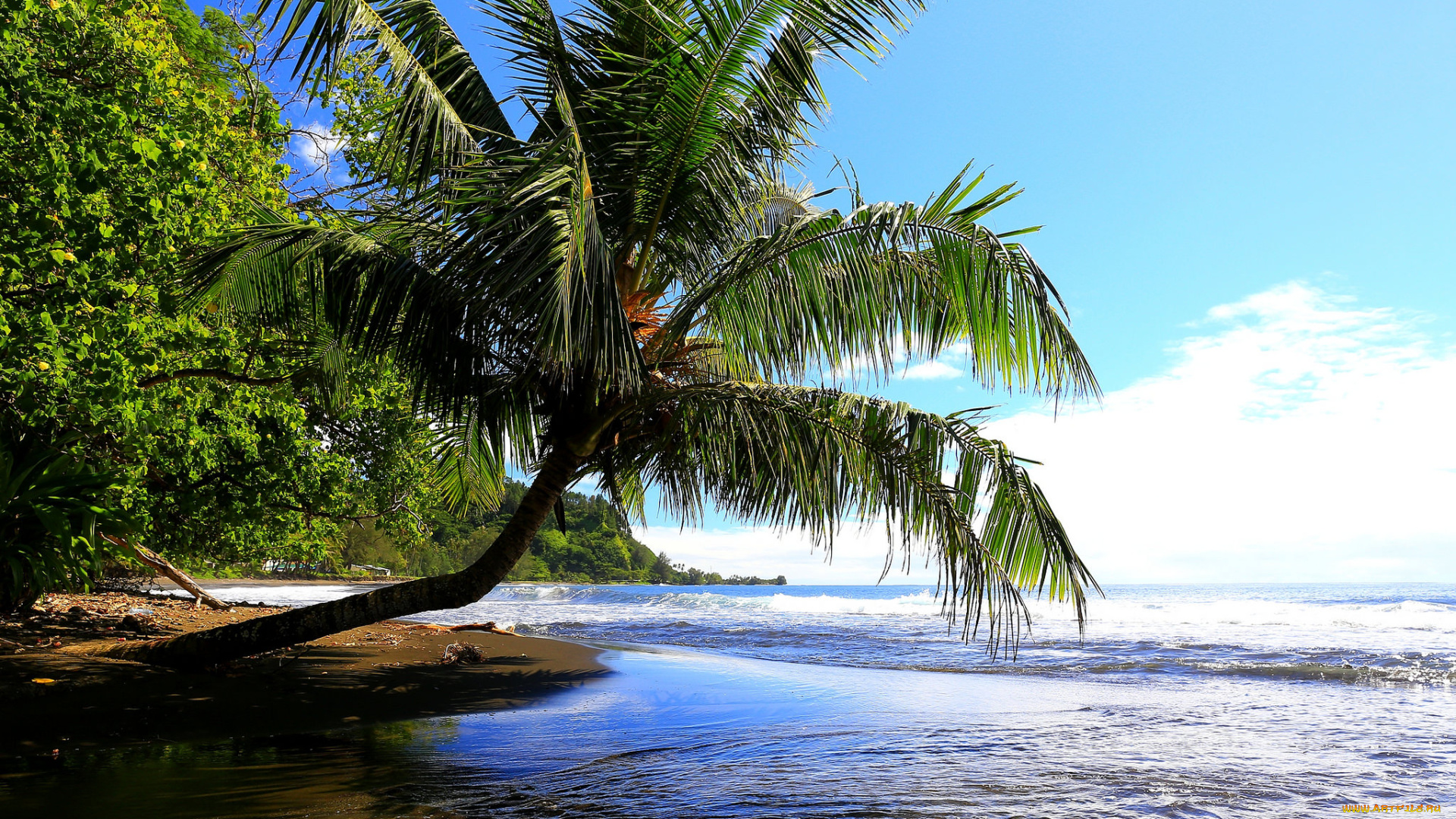 природа, тропики, побережье, пальмы
