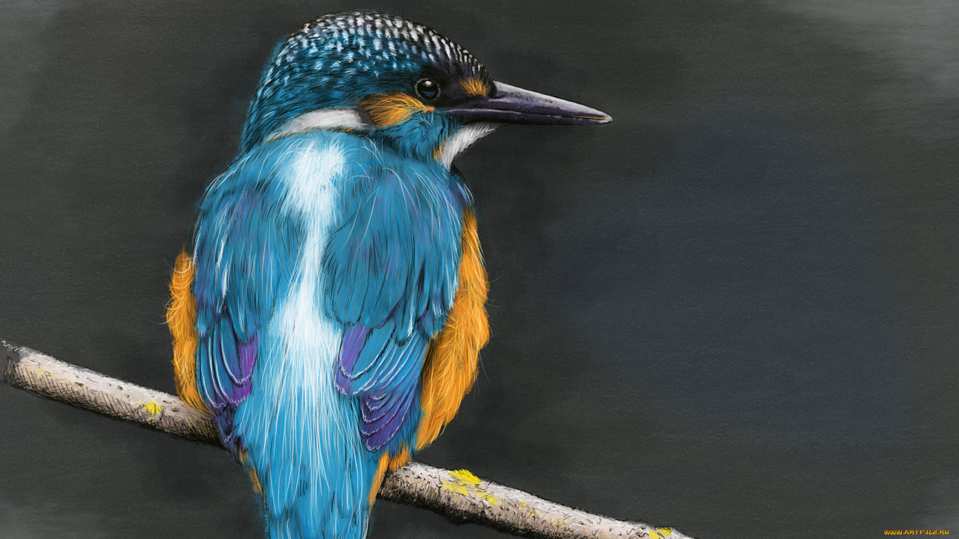 рисованное, животные, , птицы, ветка, kingfisher, зимородок, птица