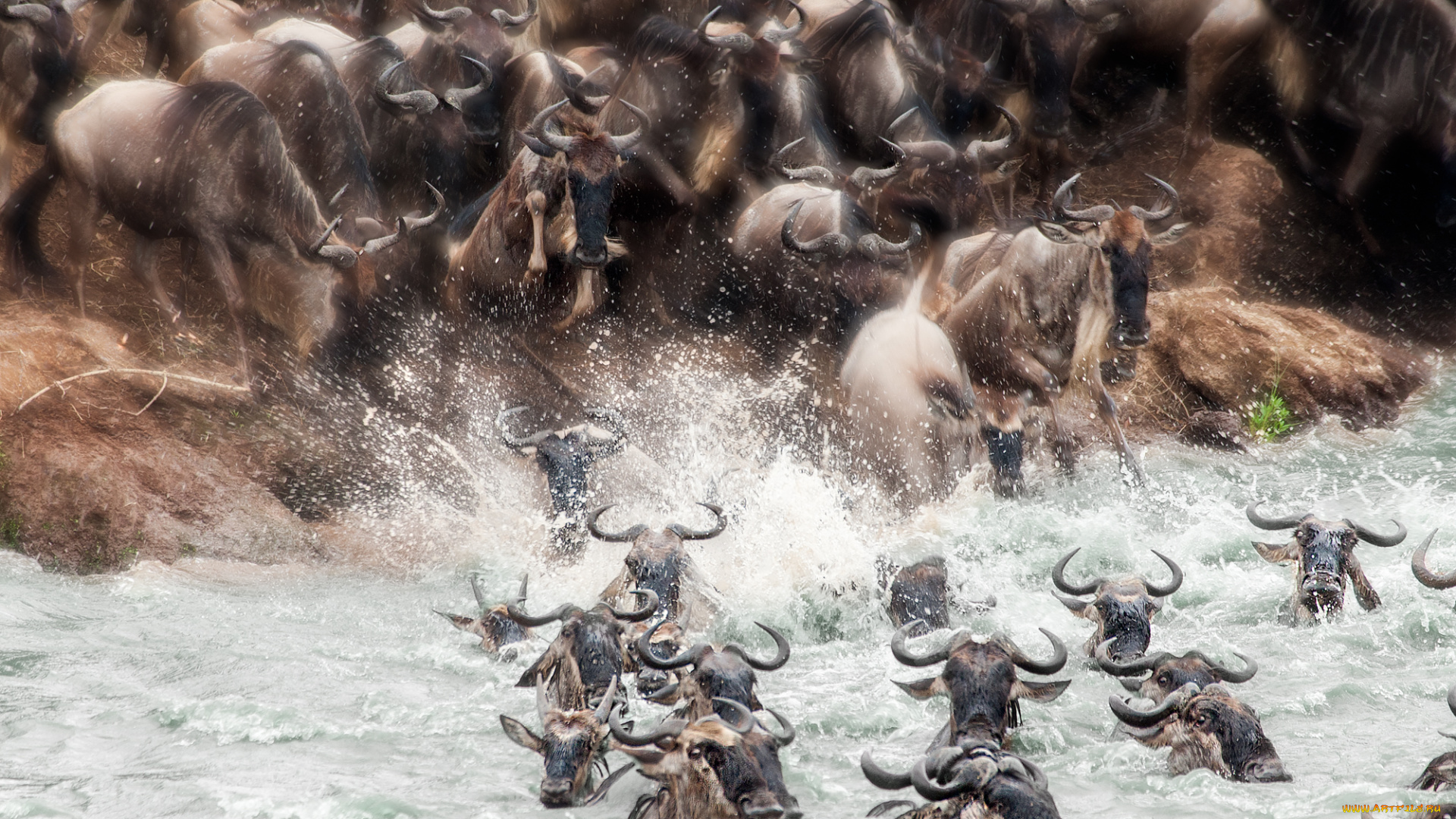 животные, антилопы, переправа