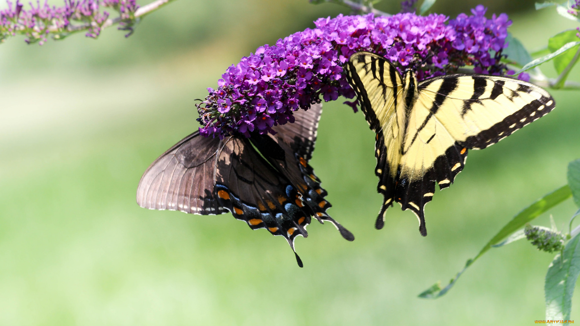 животные, бабочки, , мотыльки, , моли, бабочка