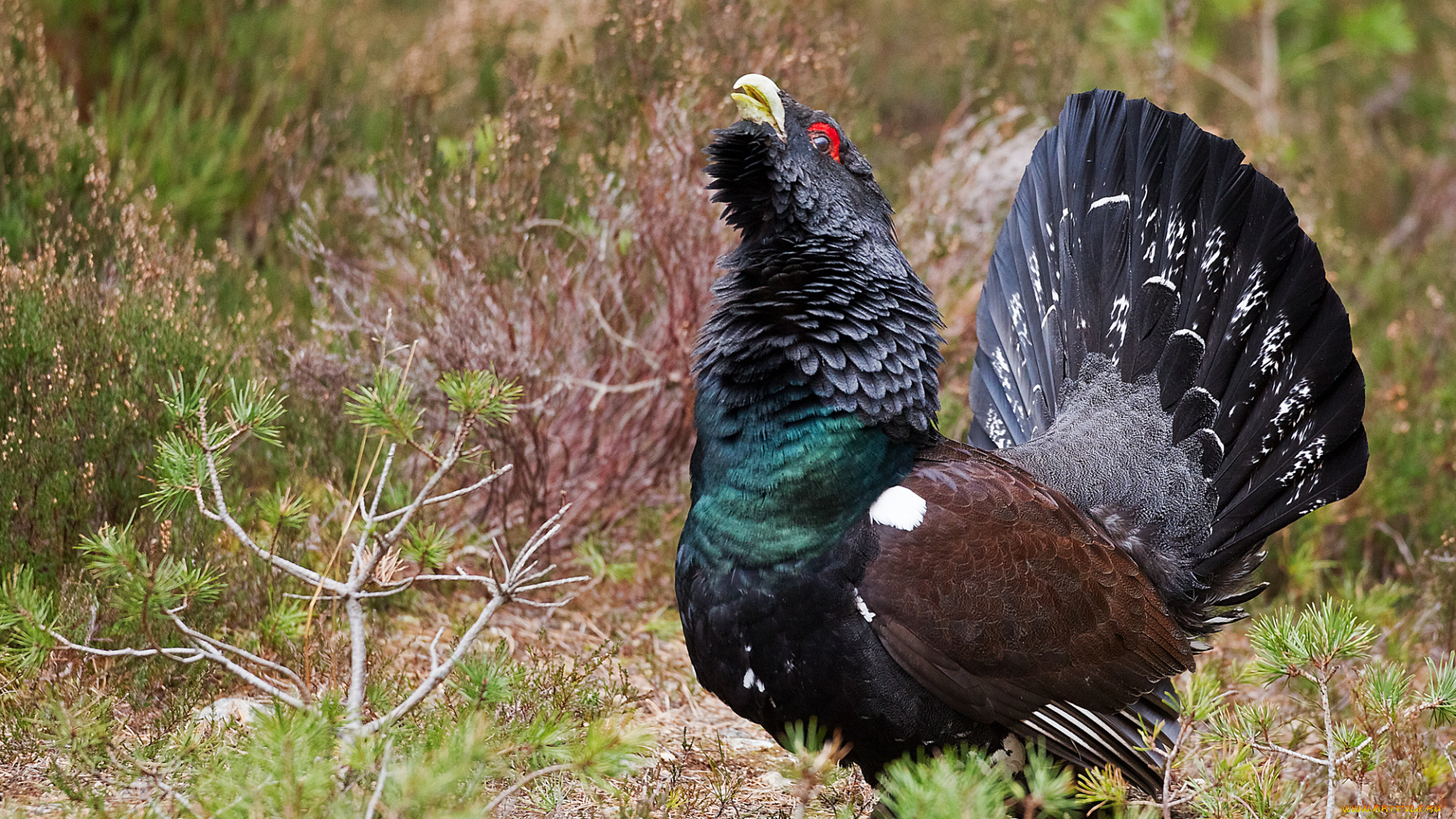 животные, глухари, , тетерева, птичка