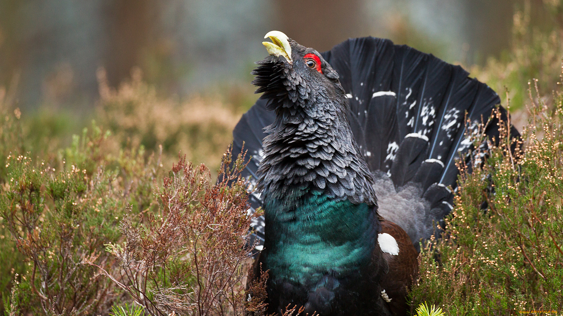 животные, глухари, , тетерева, птичка