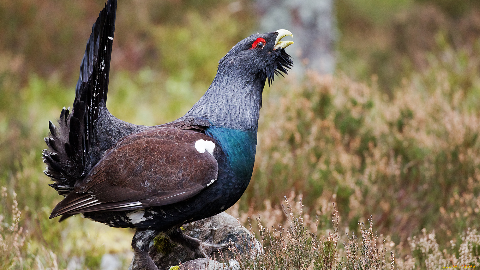 животные, глухари, , тетерева, птичка