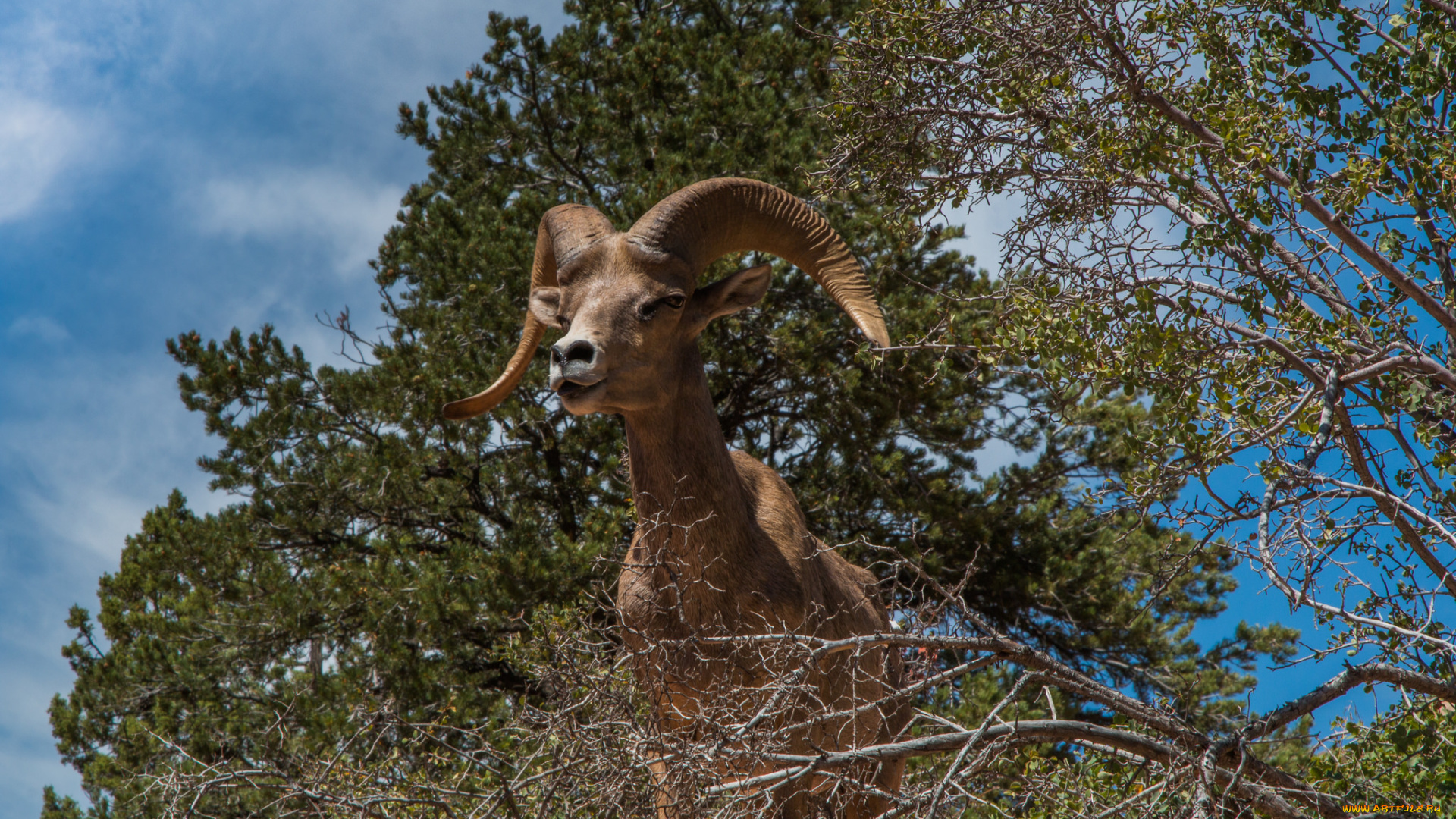 животные, козы, козерог