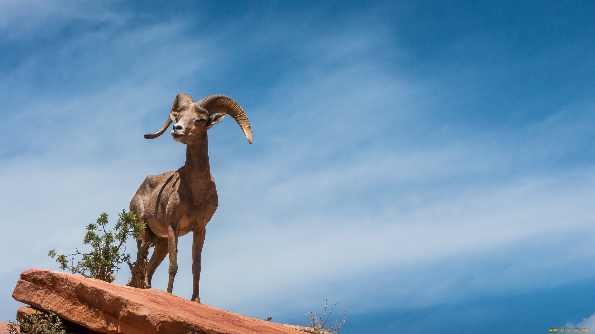 животные, козы, козерог