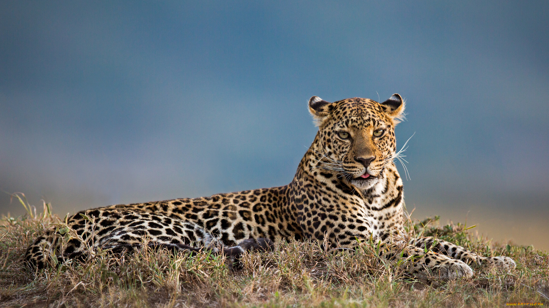 животные, леопарды, хищник