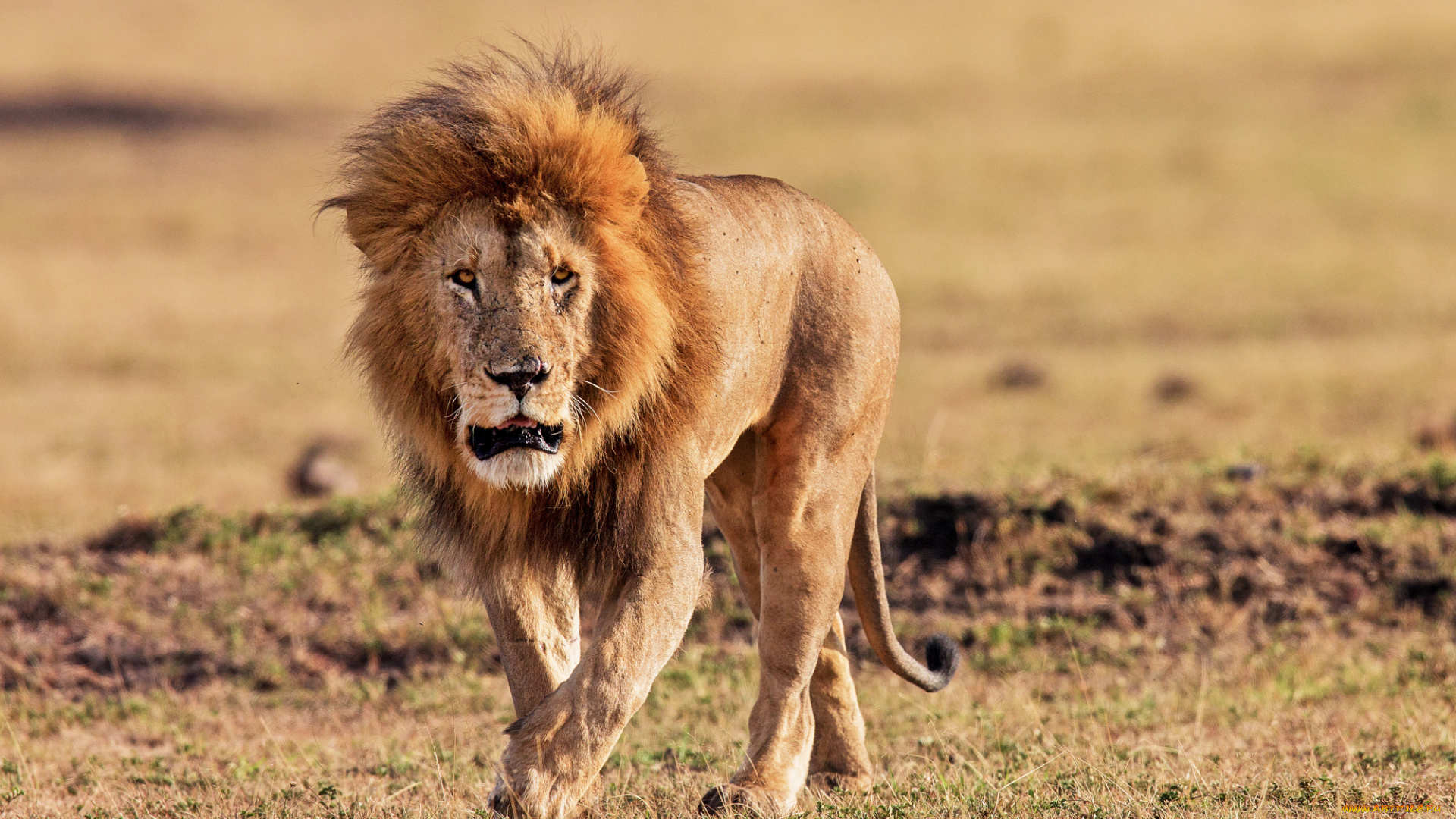 животные, львы, царь