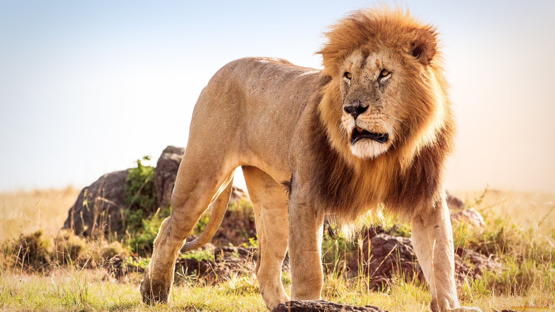 животные, львы, царь