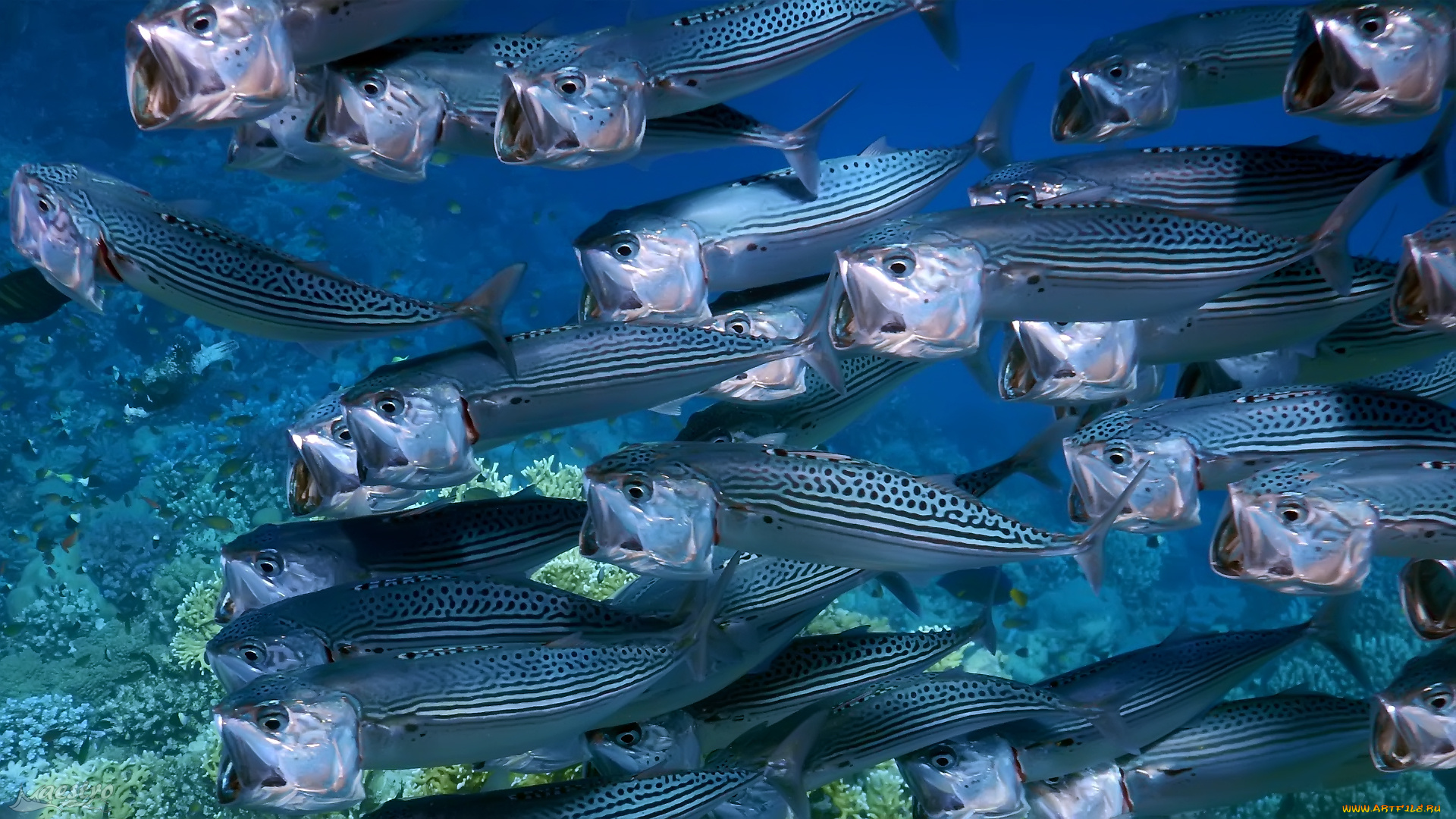 животные, рыбы, косяк